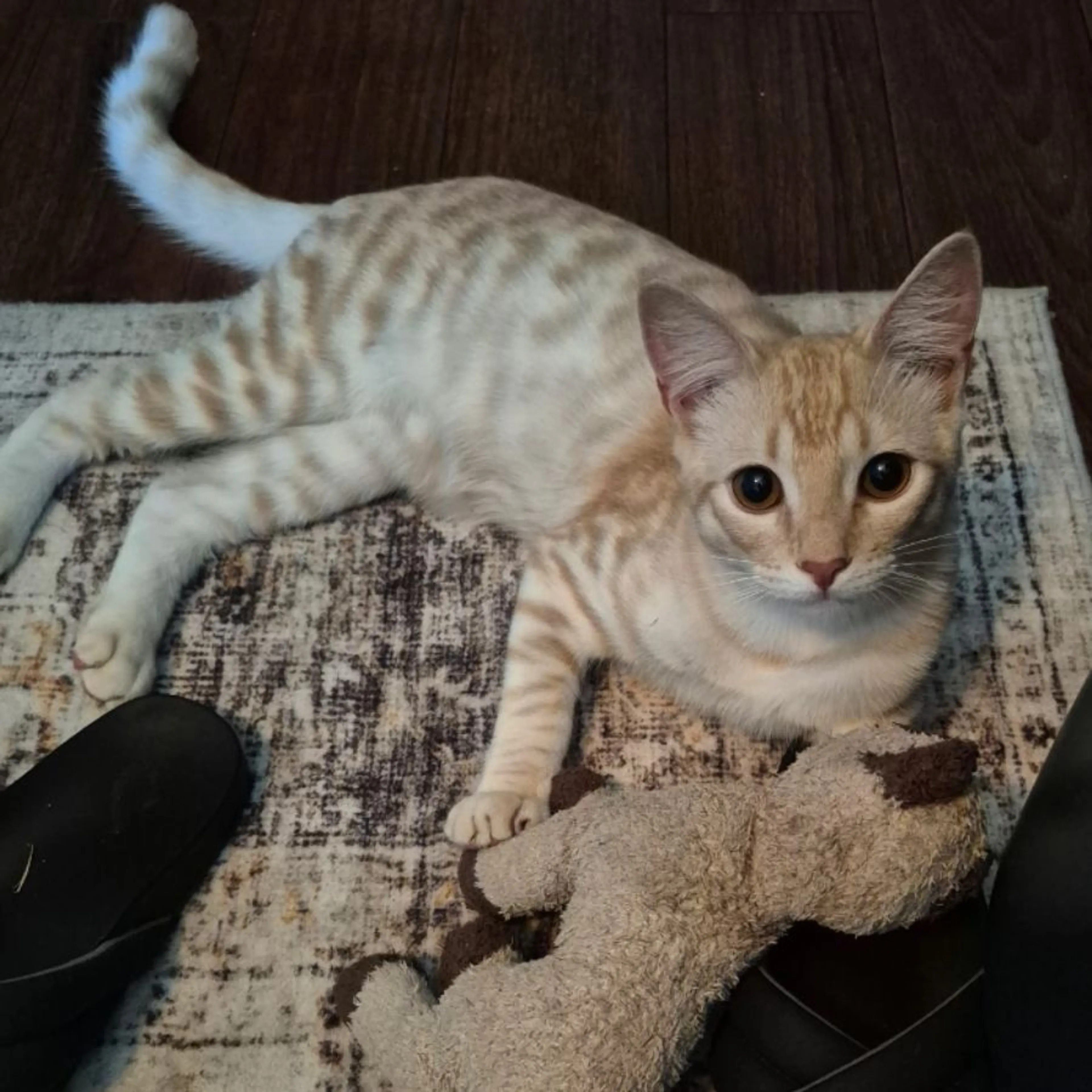 Lost pet