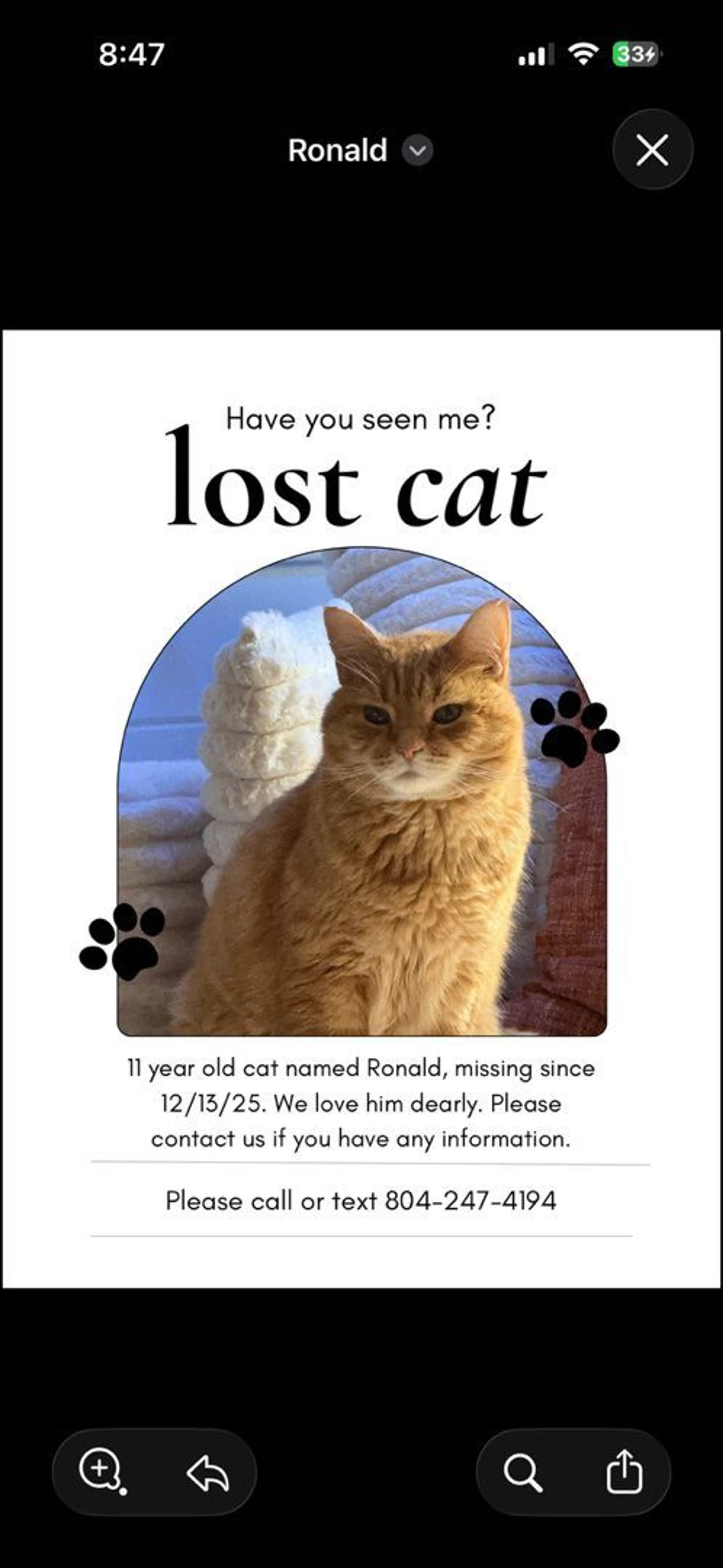 Lost pet