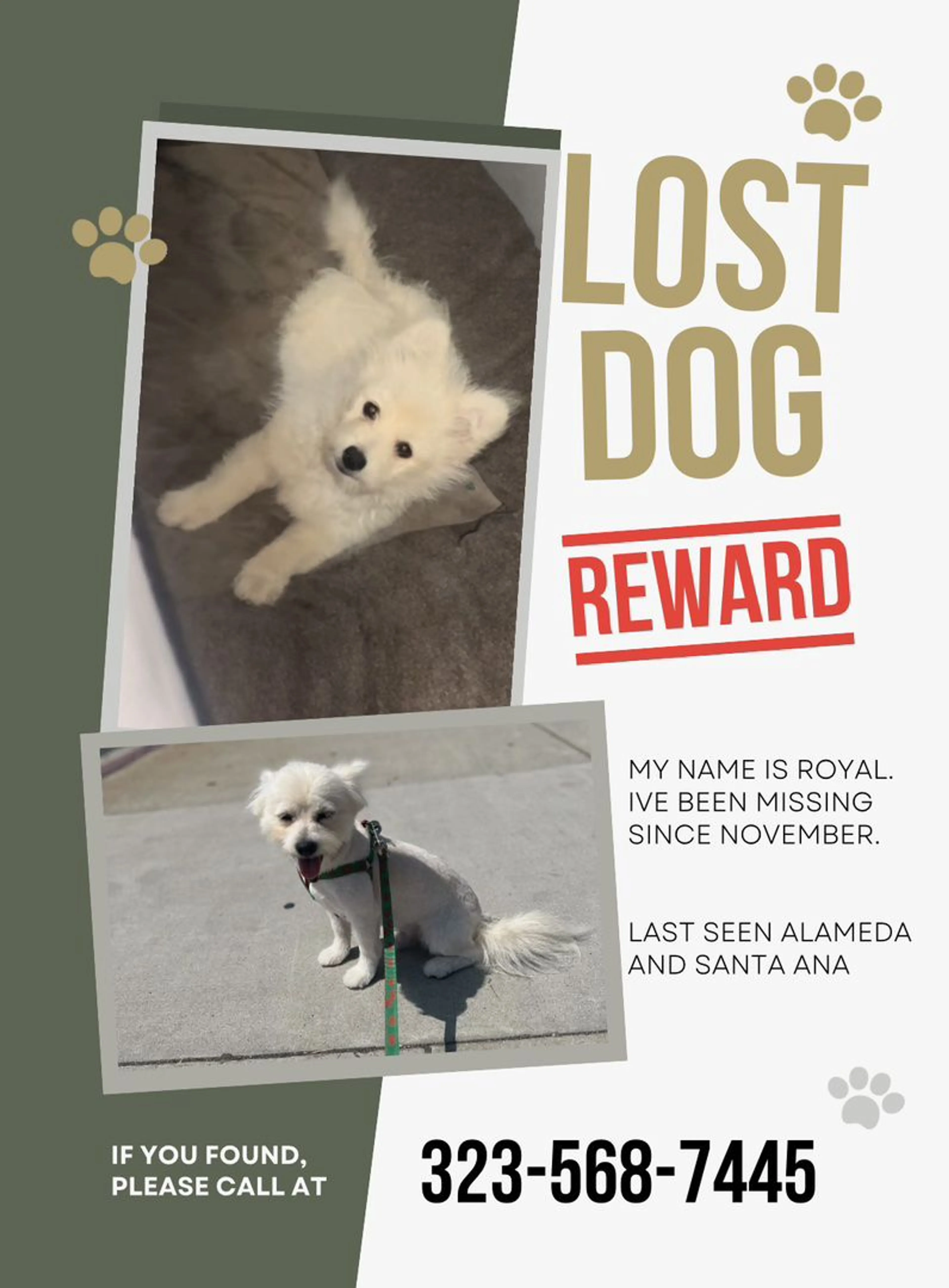 Lost pet