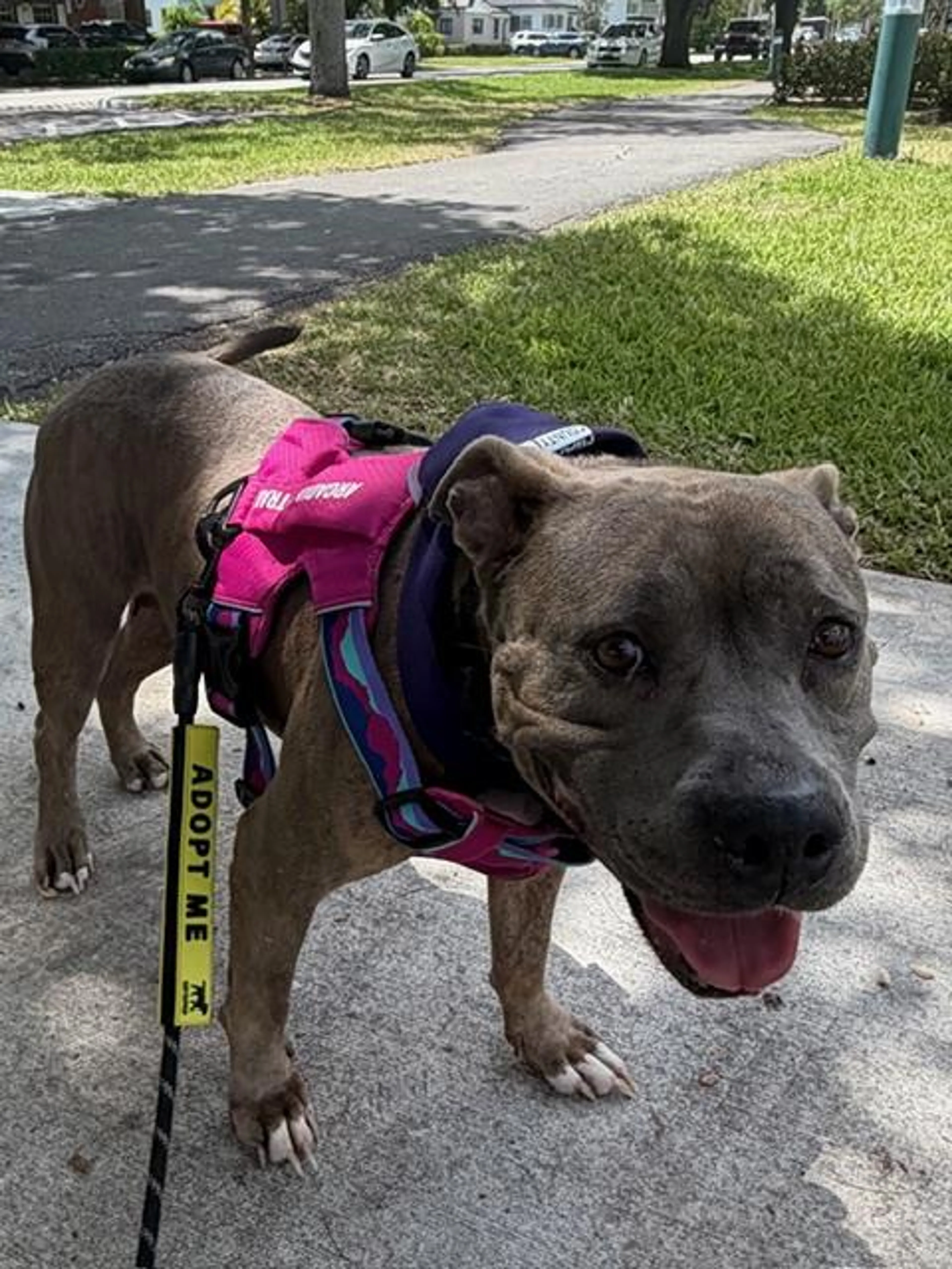 Found pet