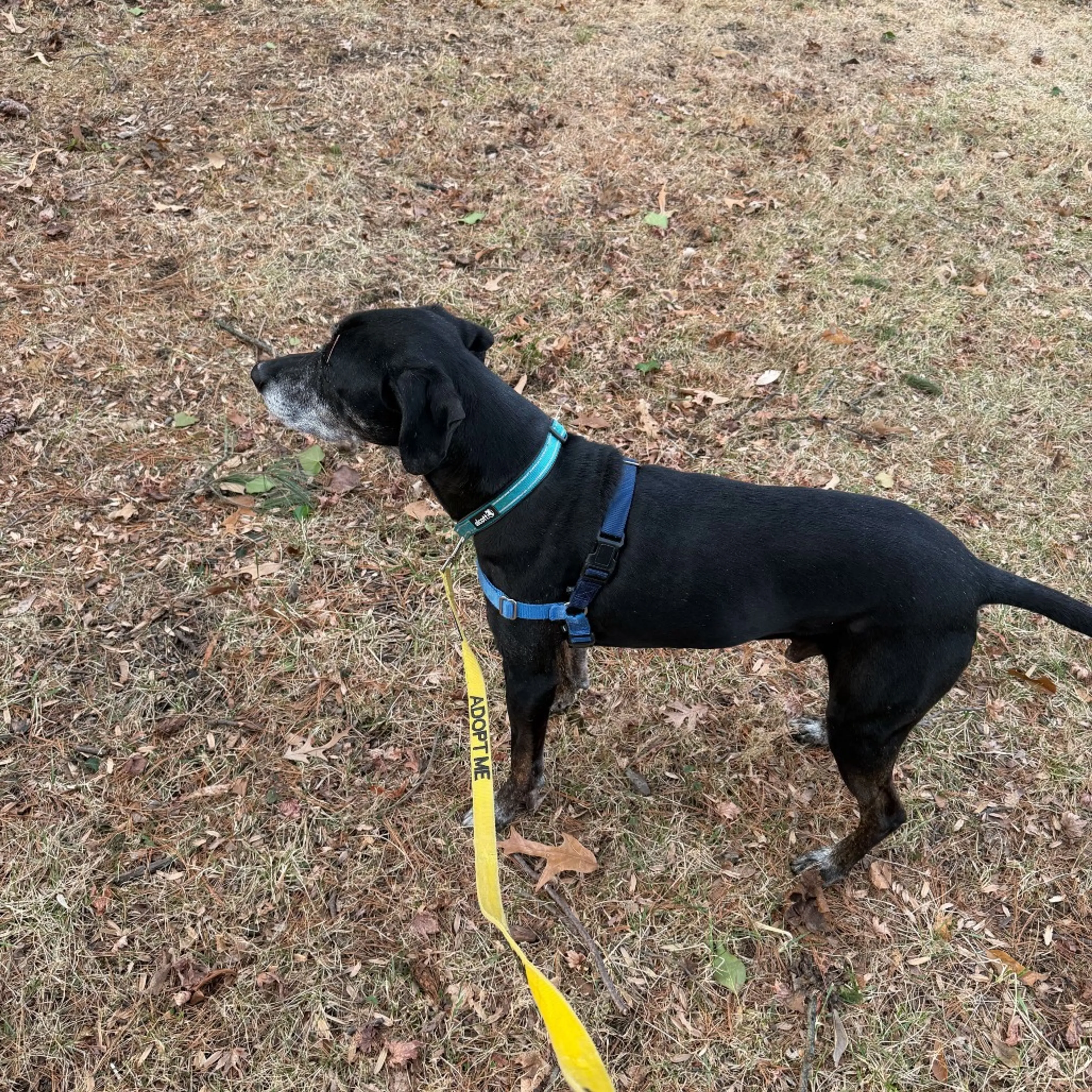 Found pet-4