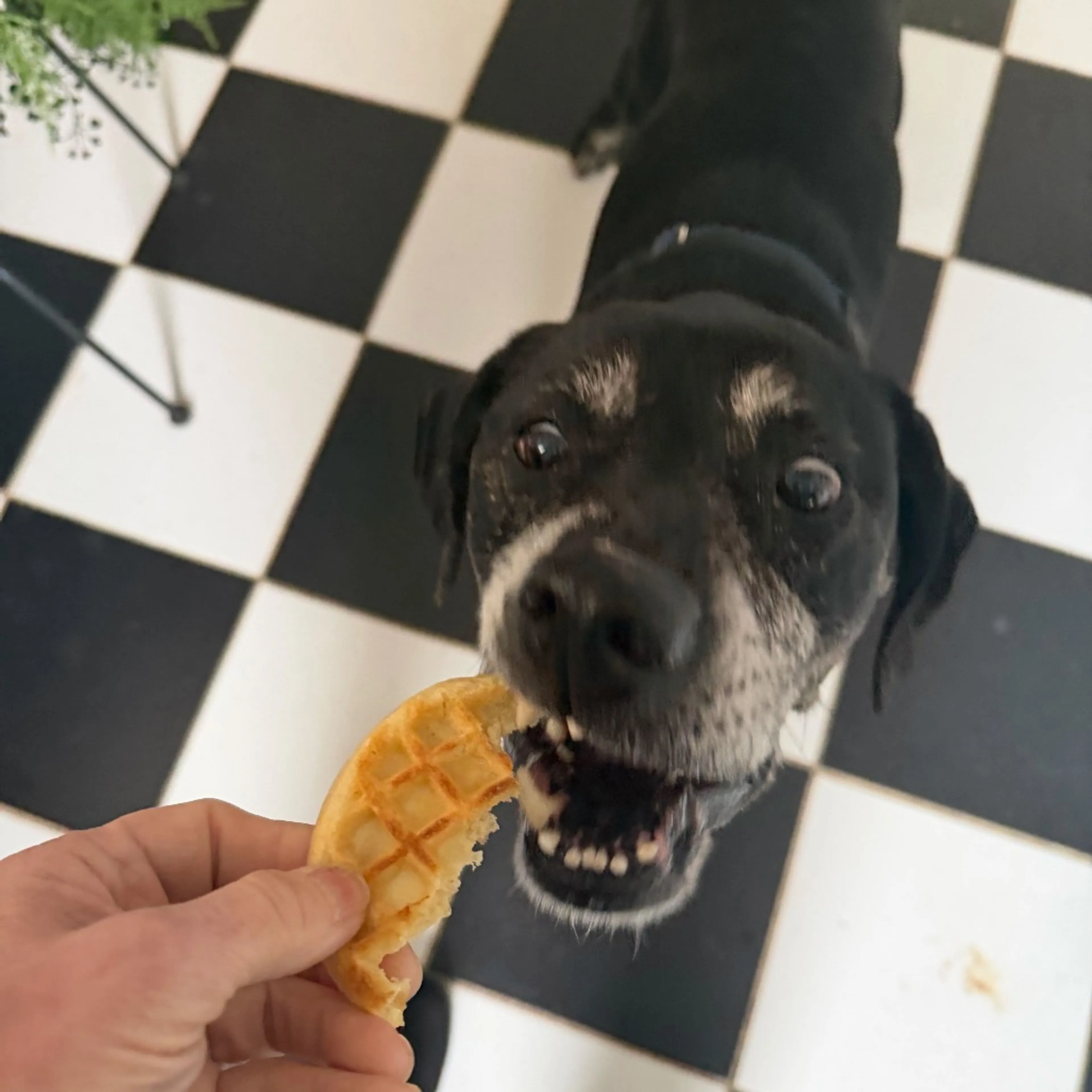 Found pet-2