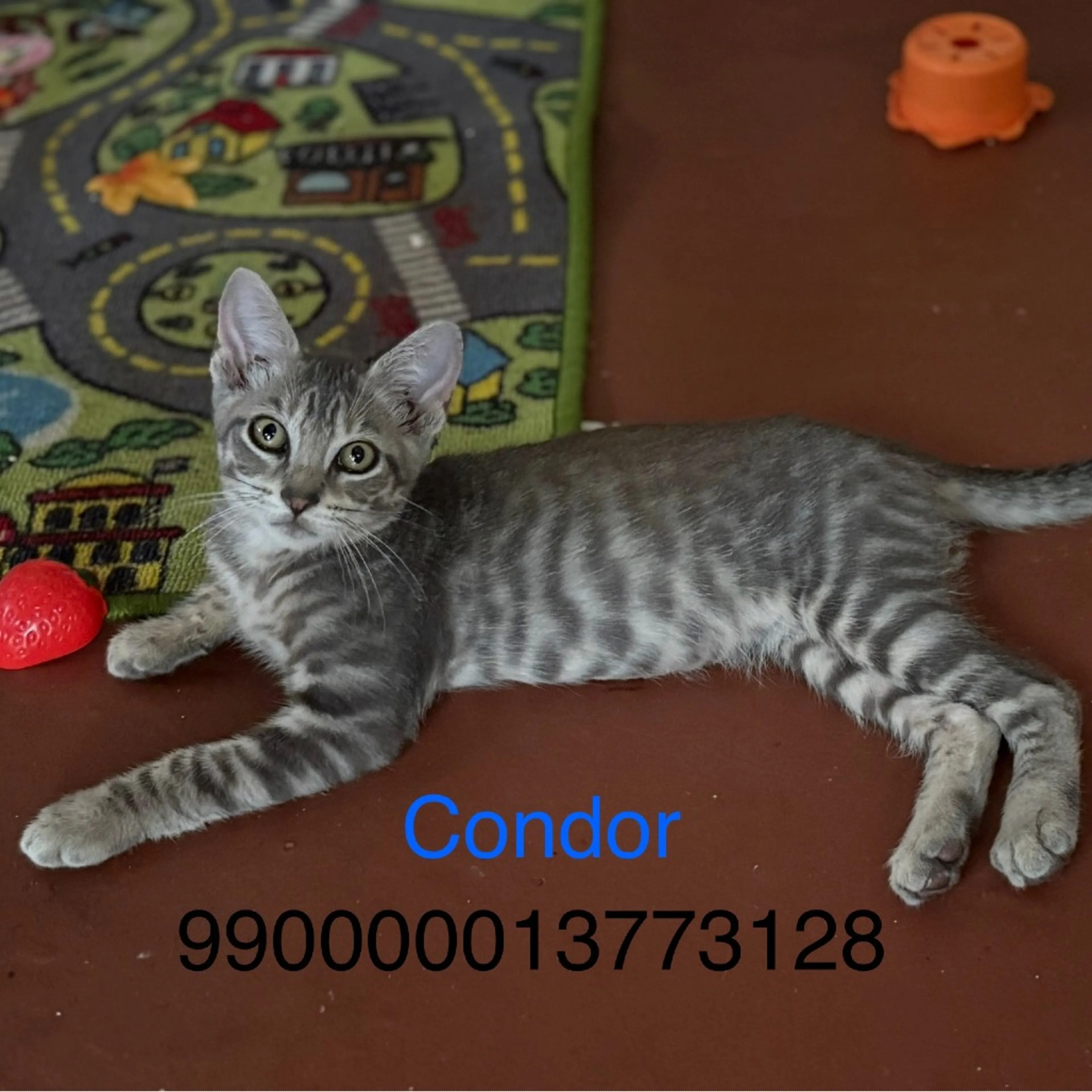 cdn image