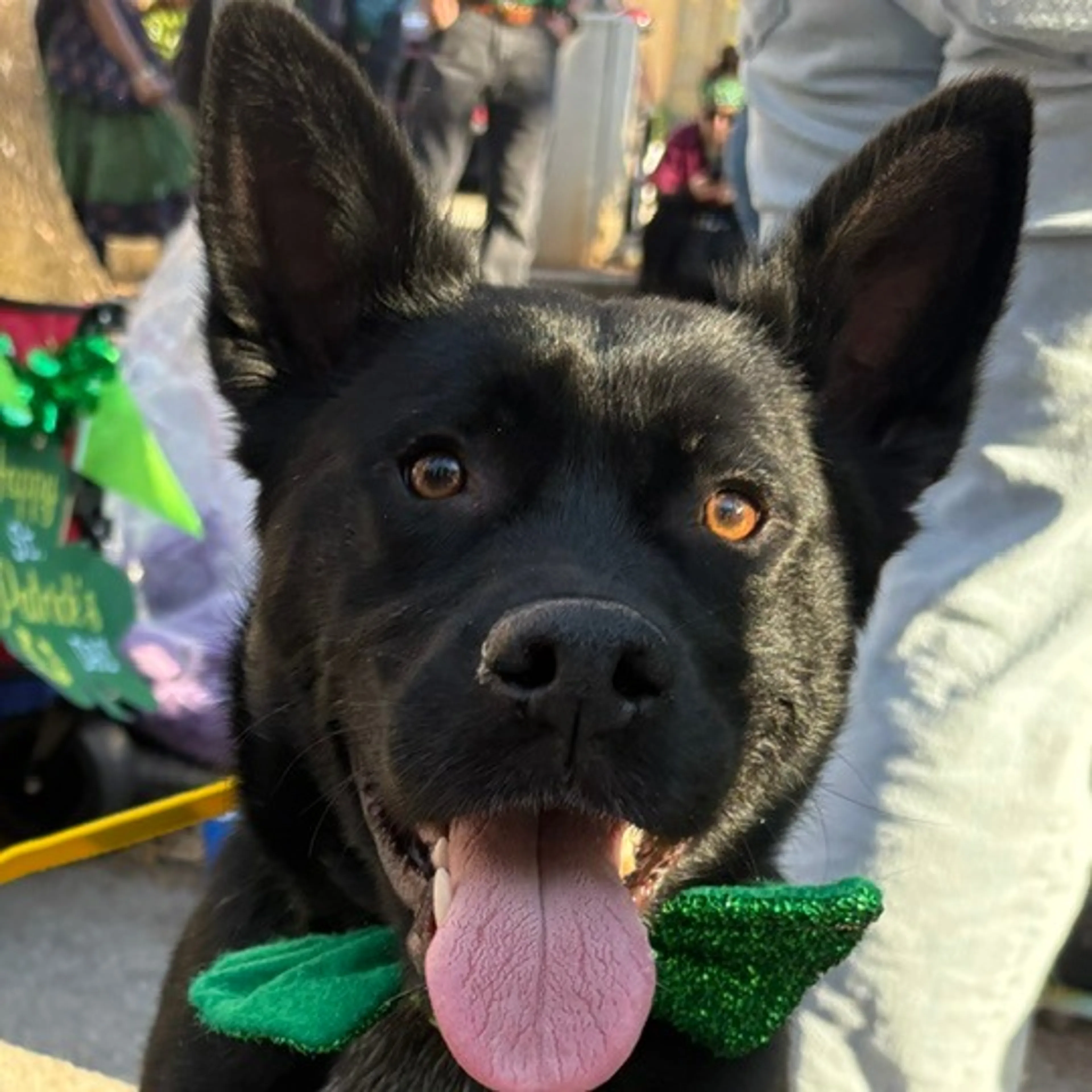 cdn image