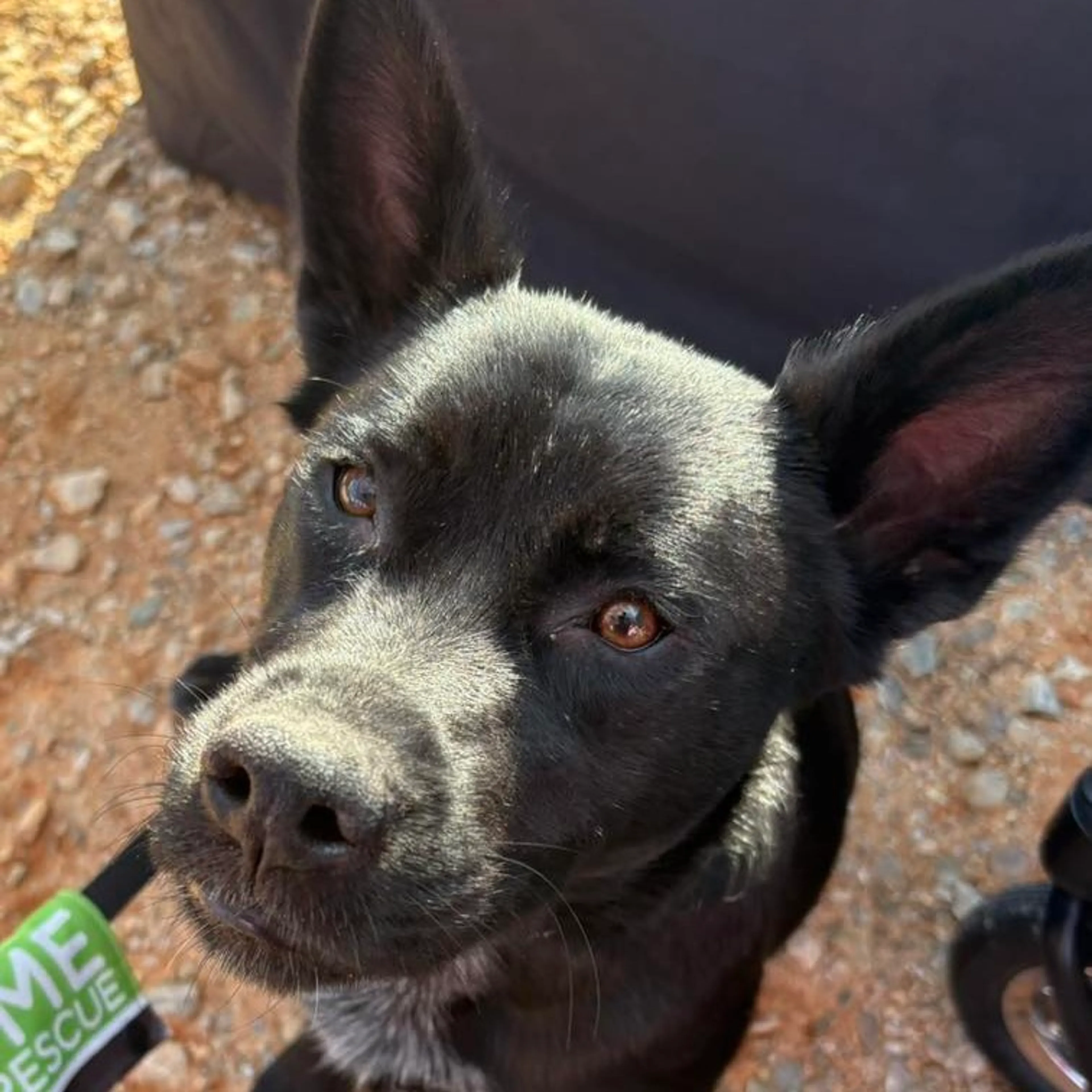 Found pet-19