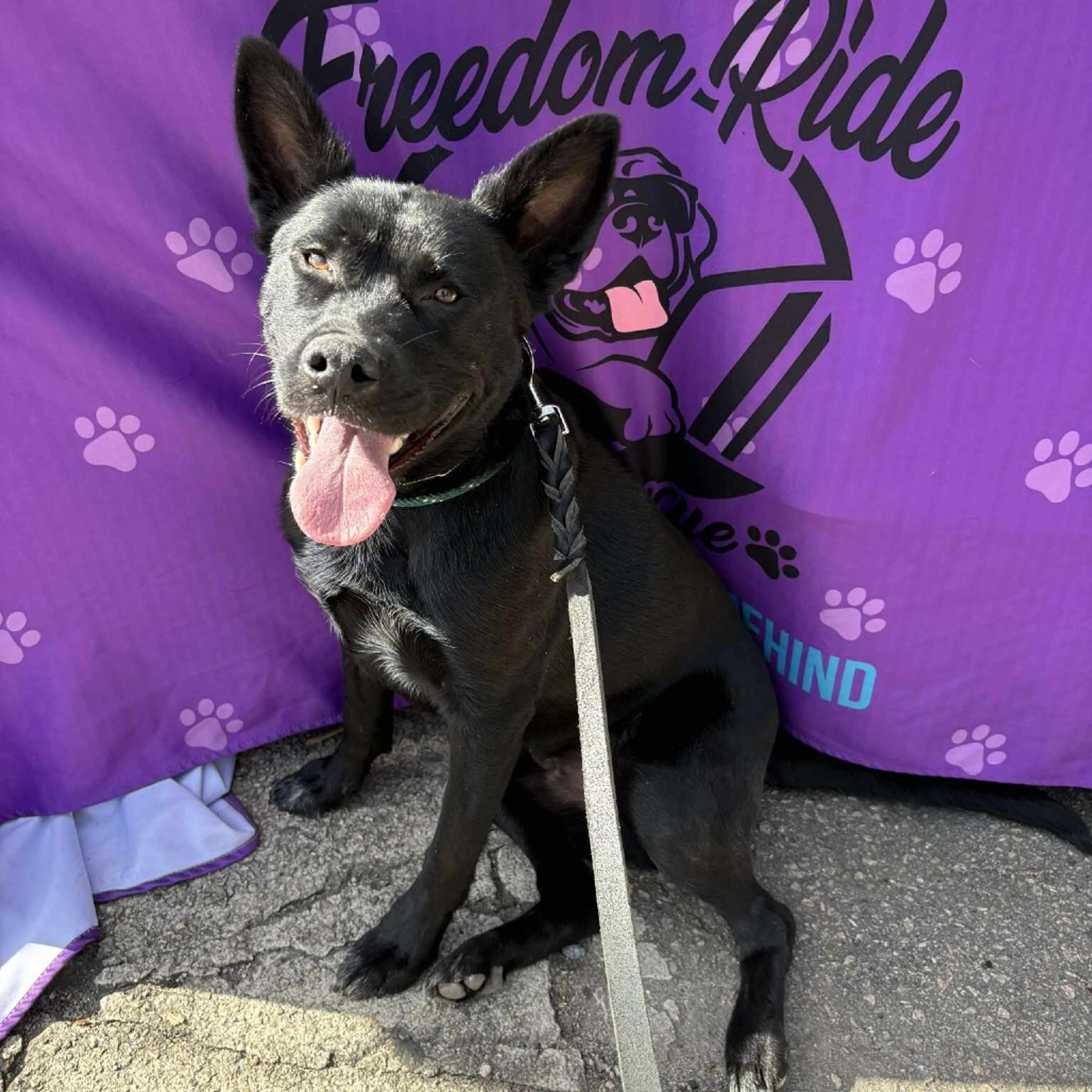 Found pet-20