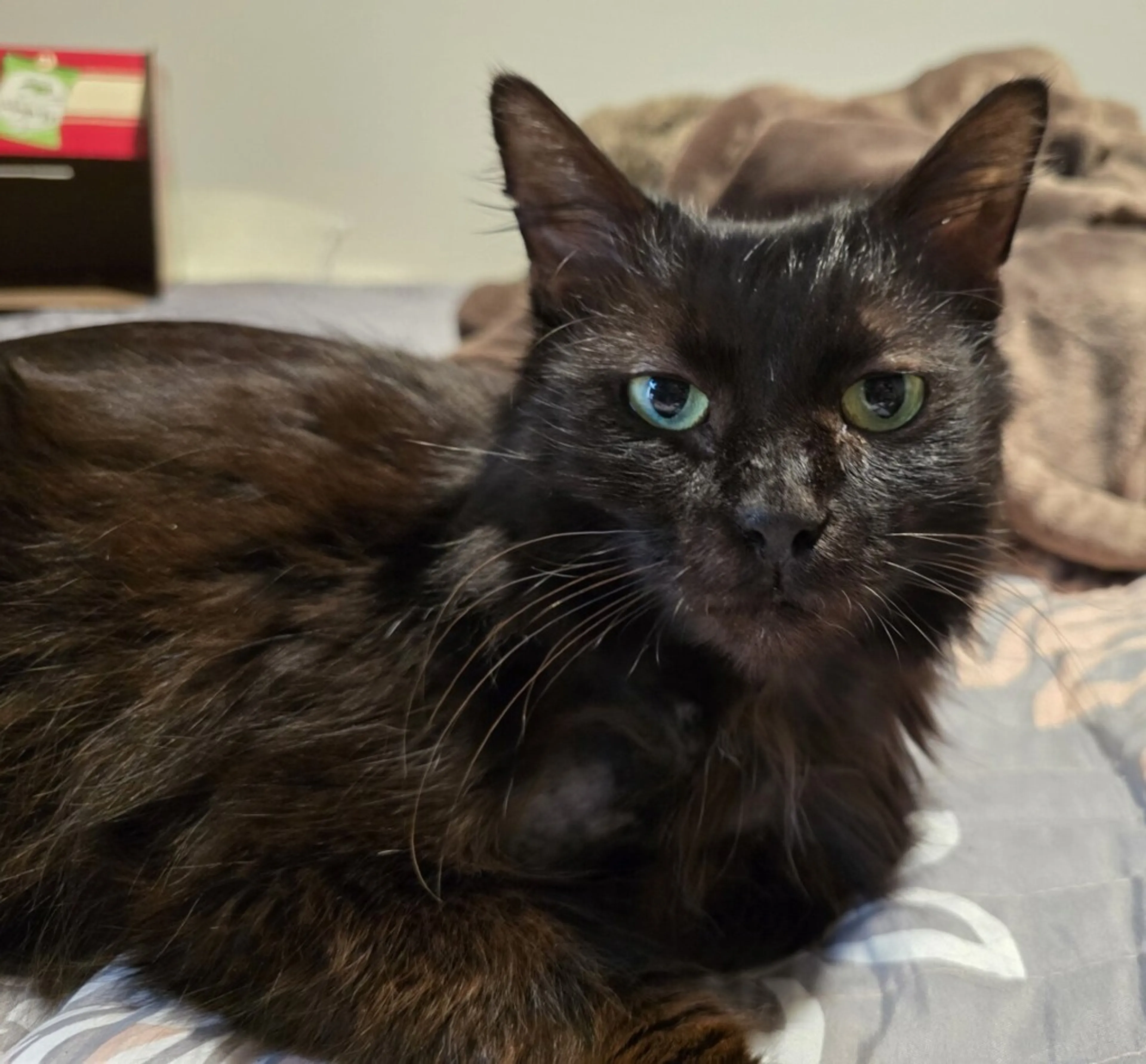 Found pet