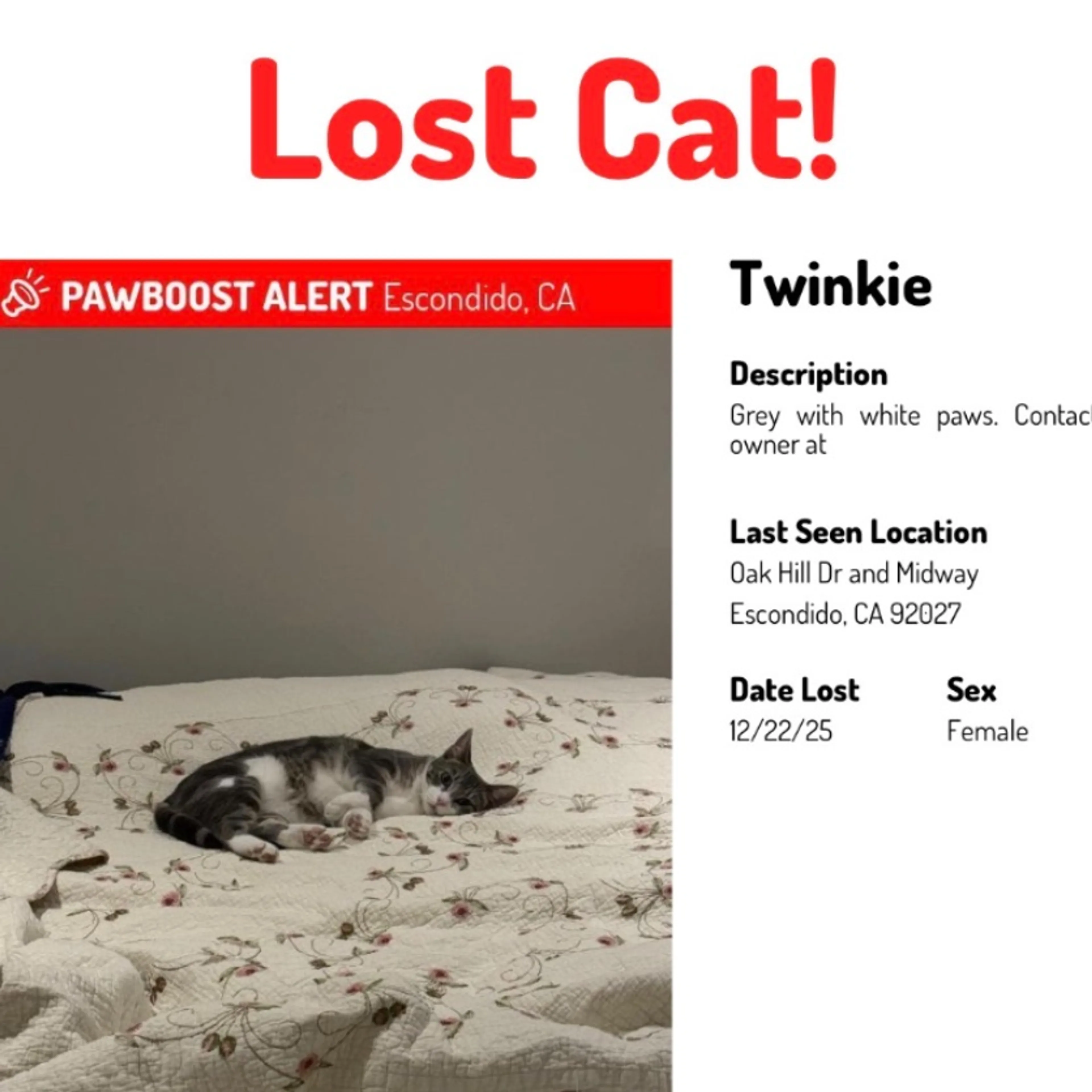 Lost pet