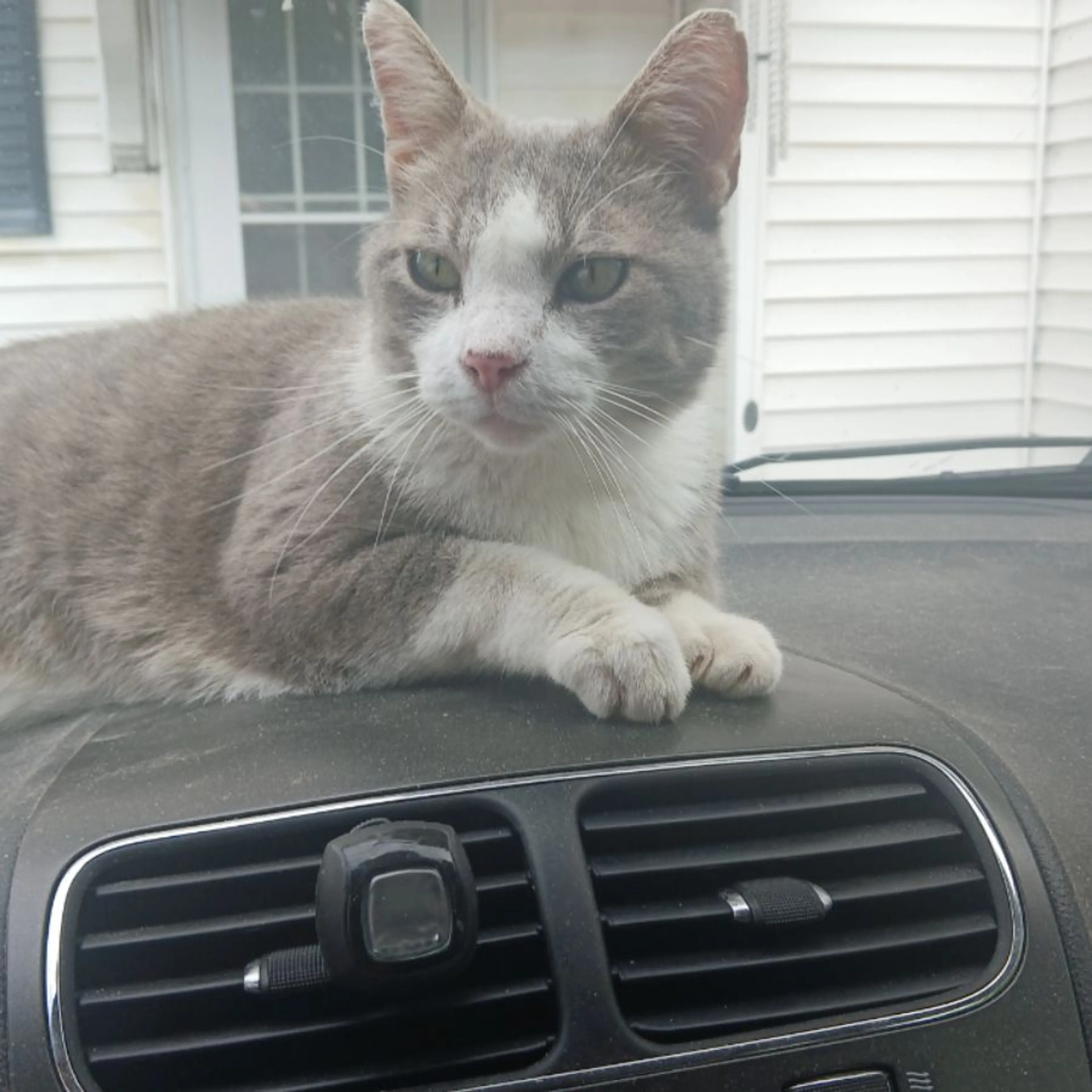 Lost pet