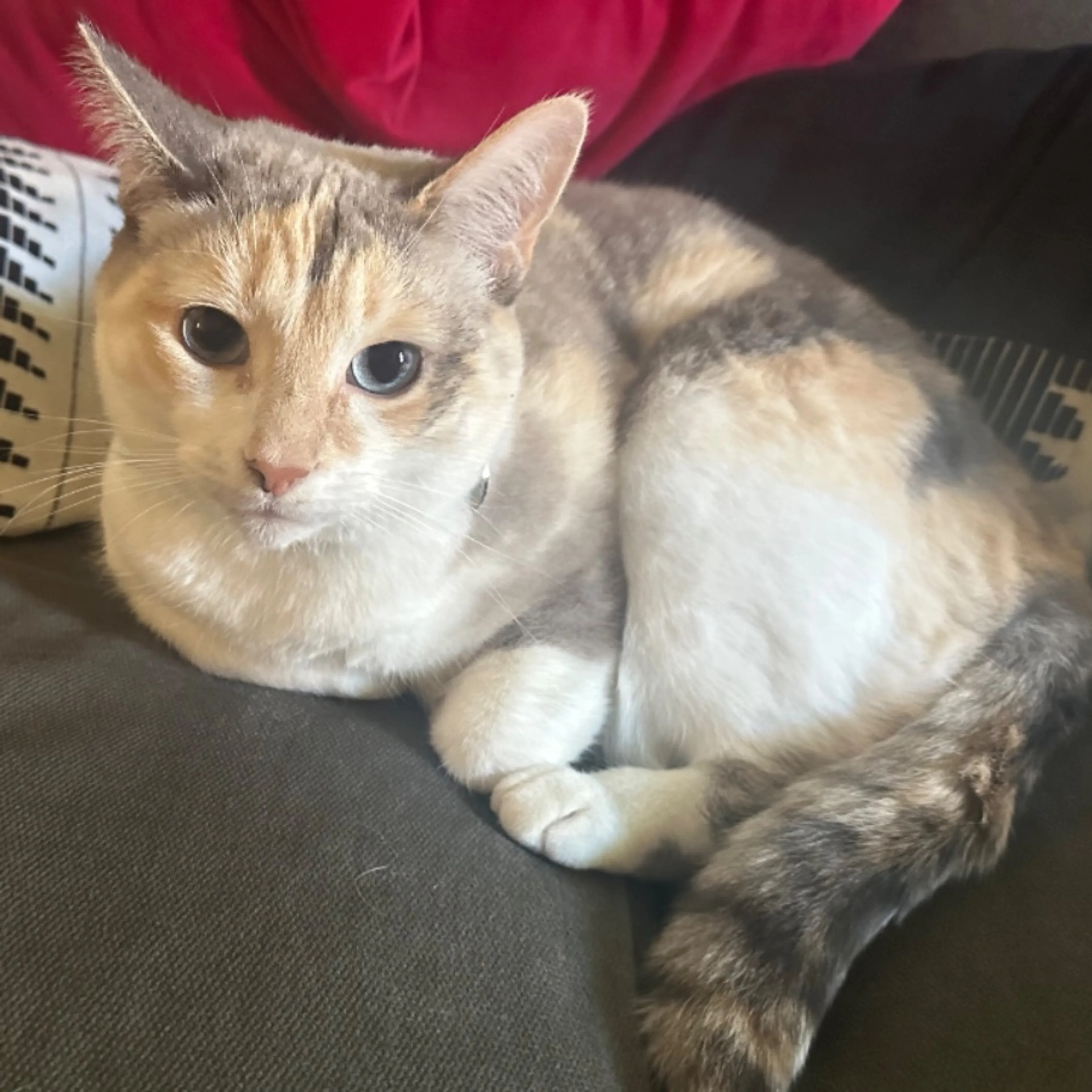 Lost pet-0