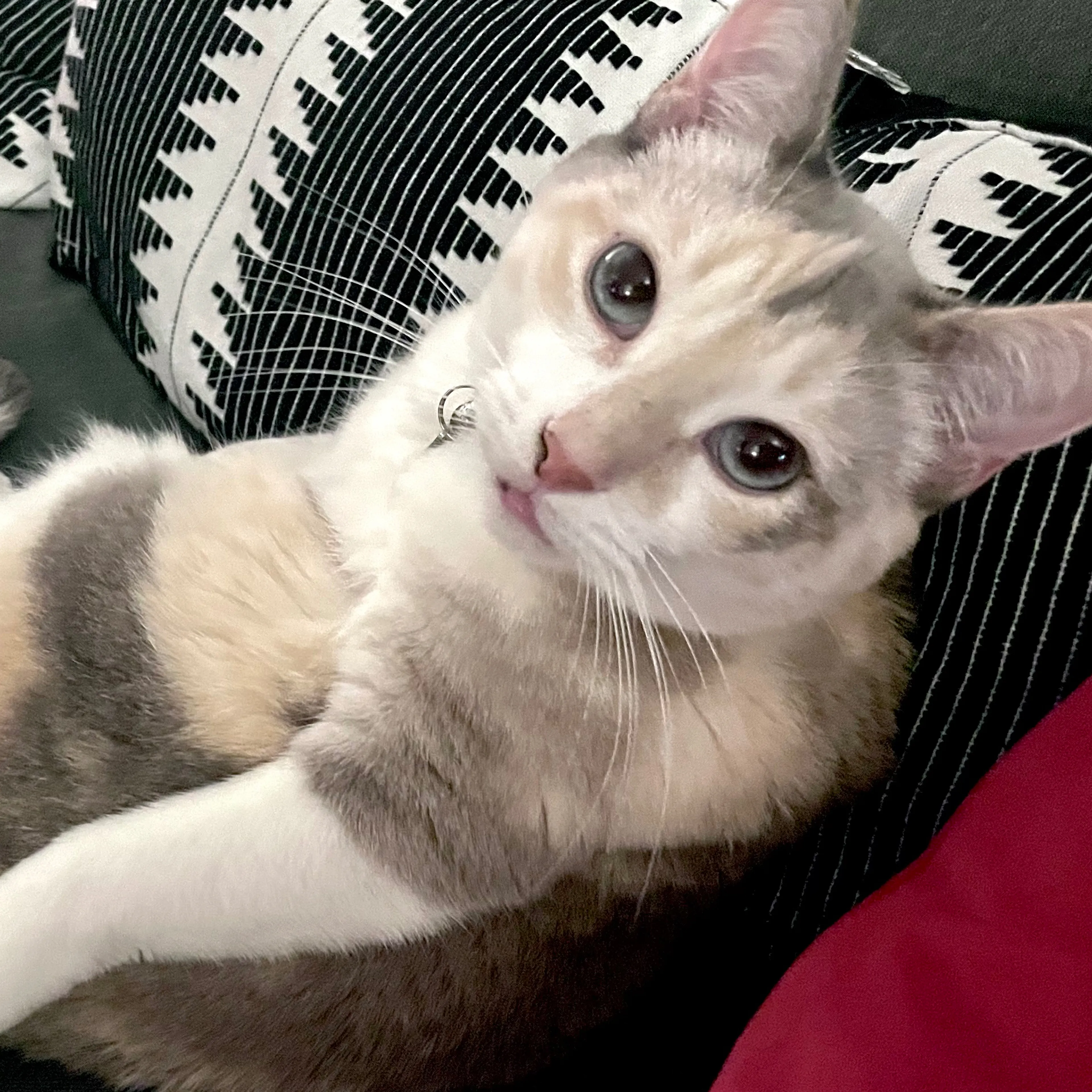 Lost pet-2