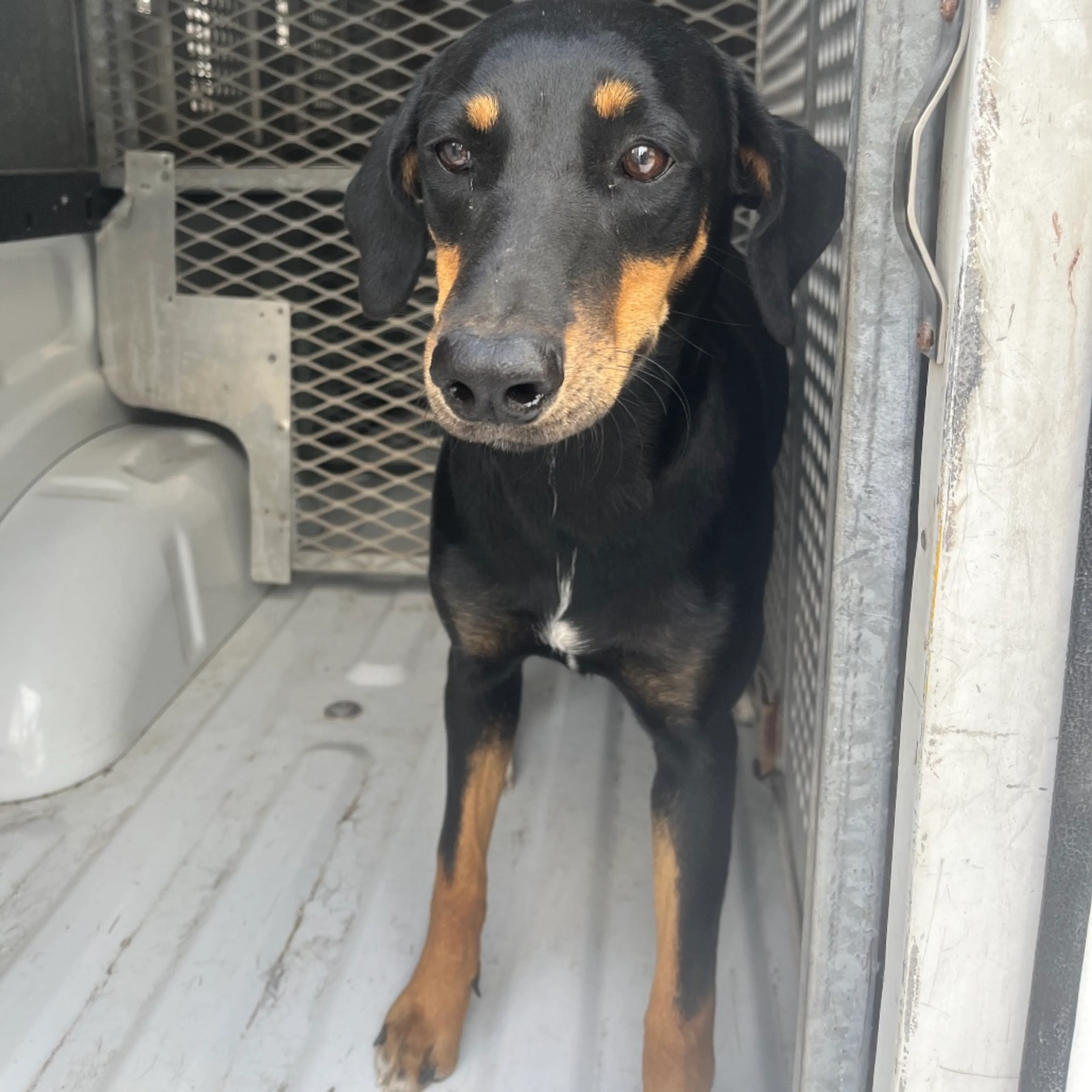 Found pet-1