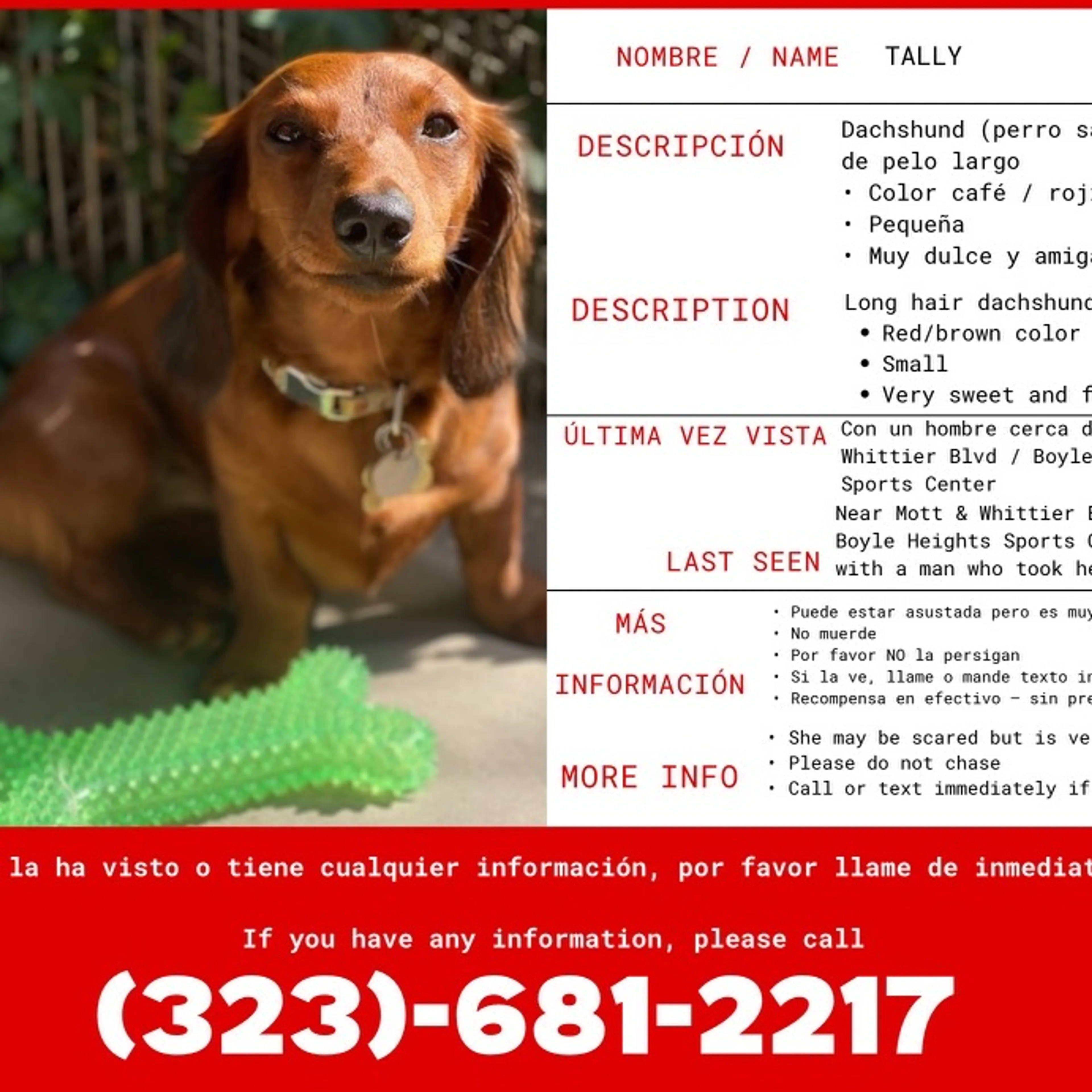 Lost pet
