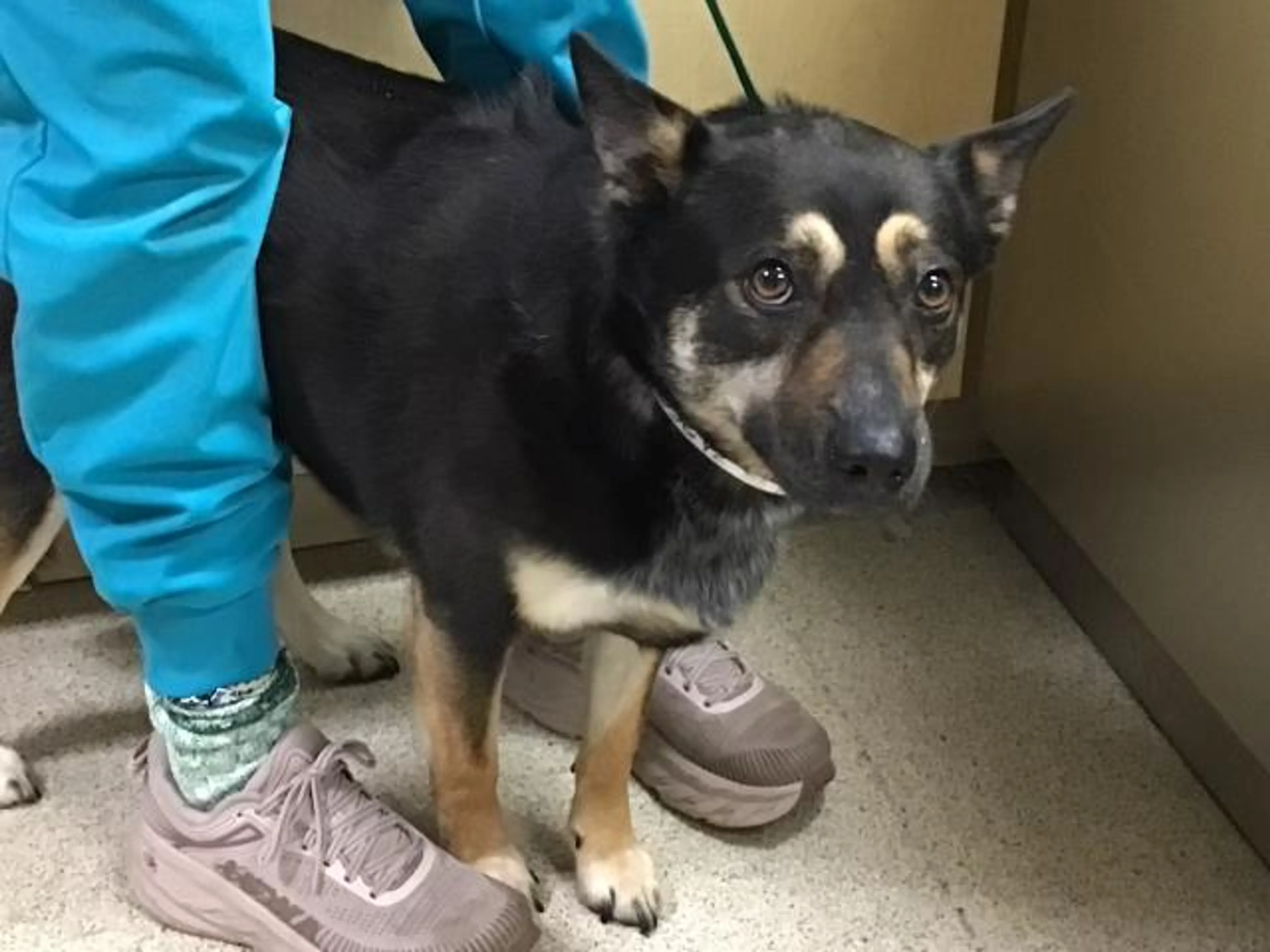Found pet