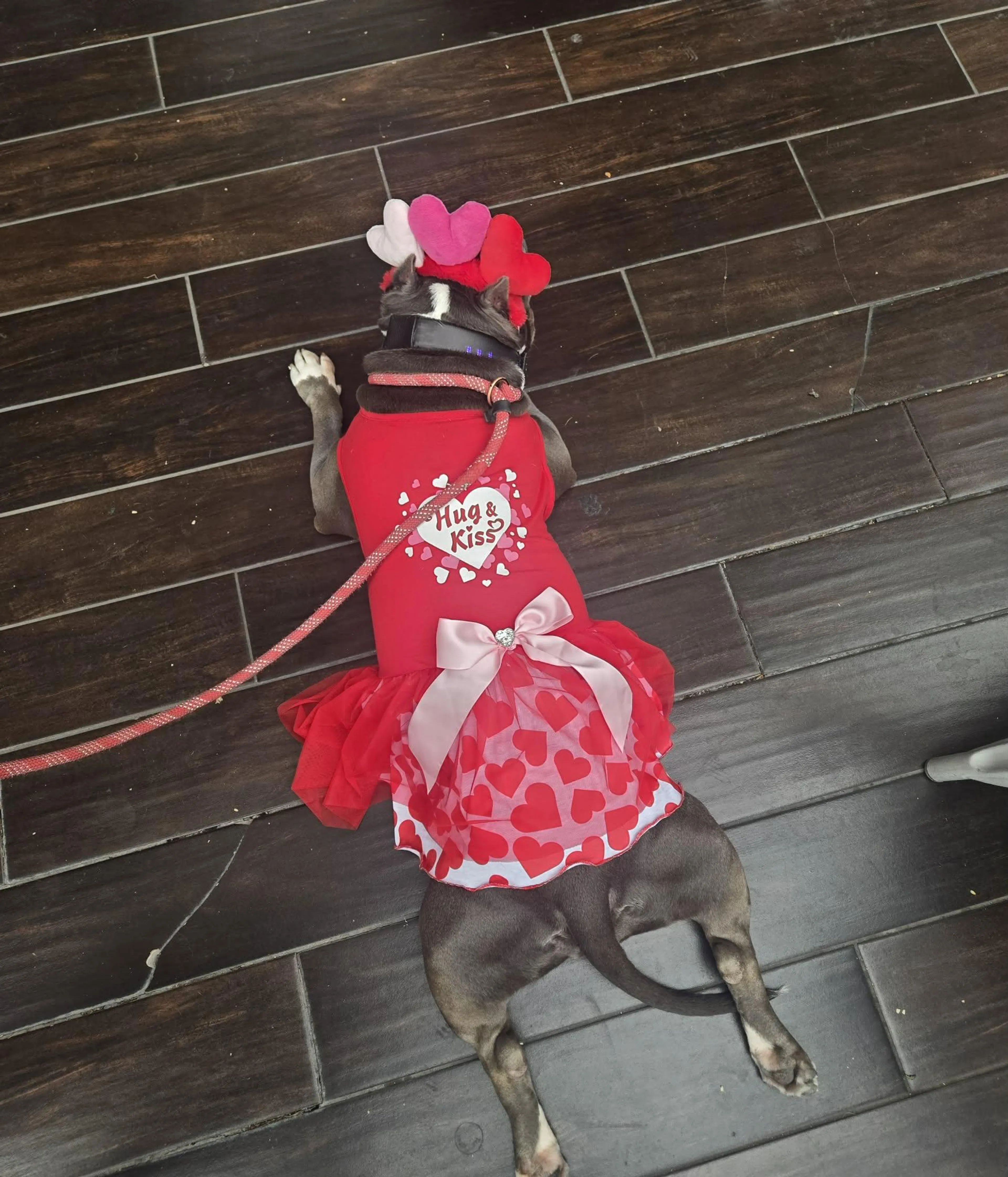 Found pet-2