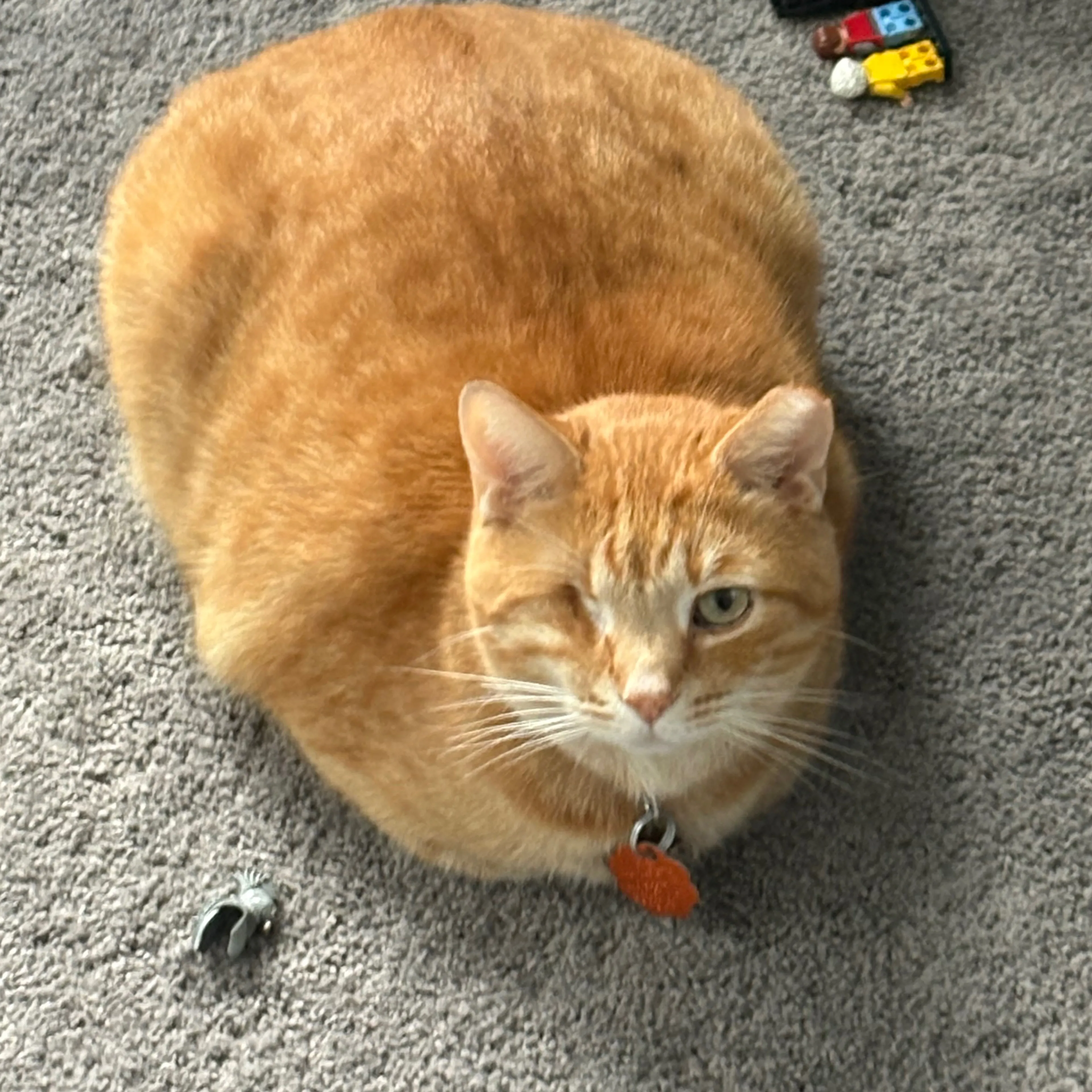 Lost pet-2