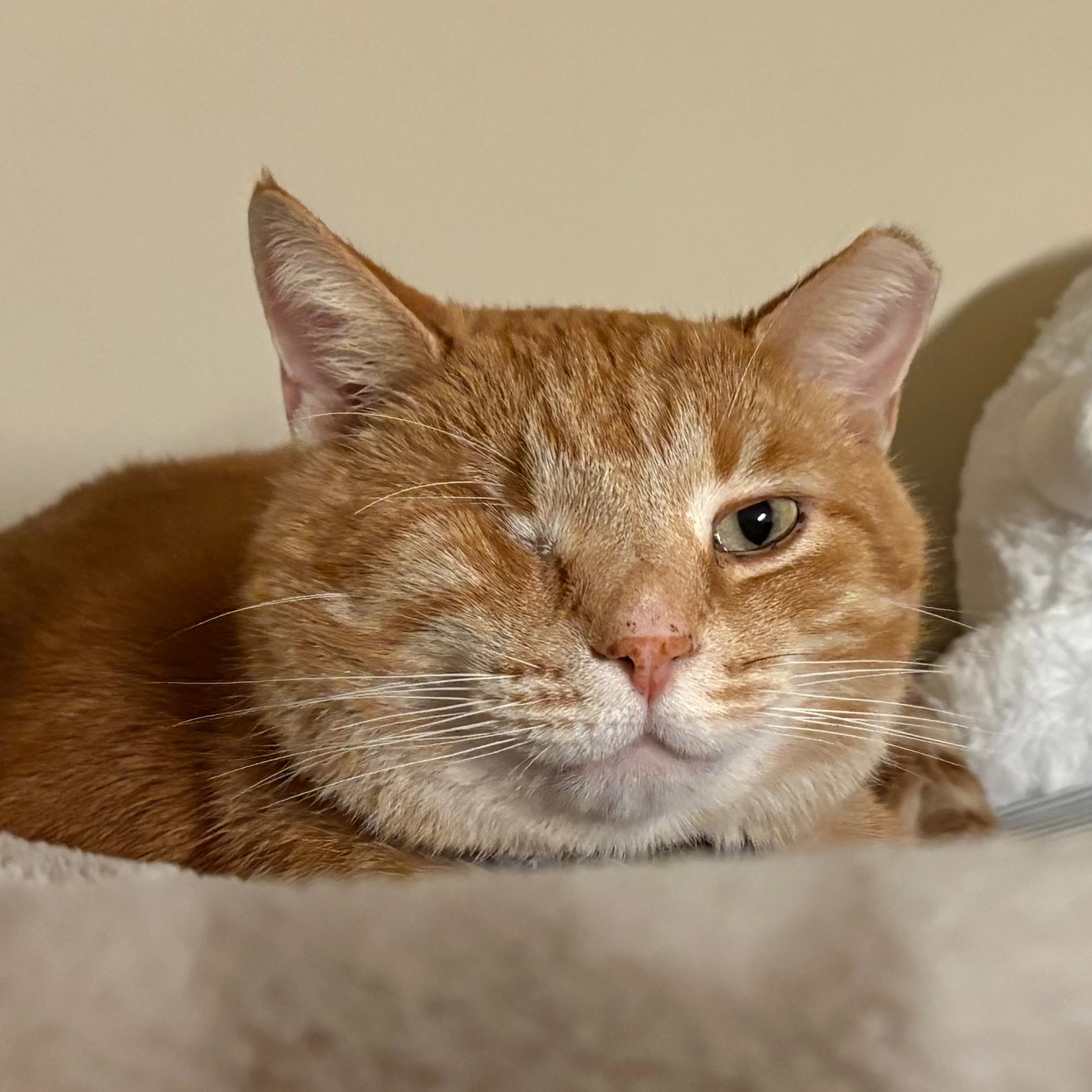 Lost pet-3