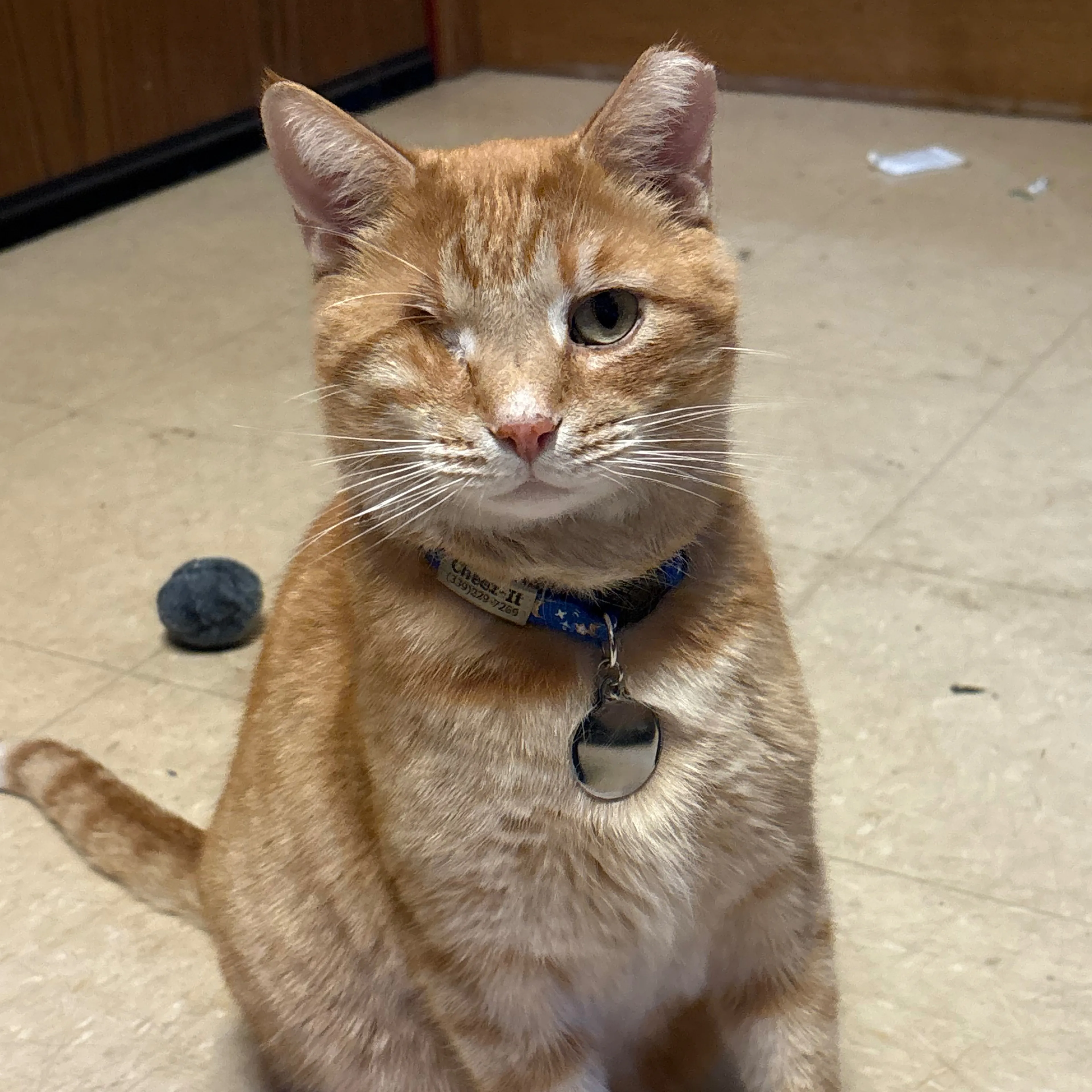 Lost pet-1