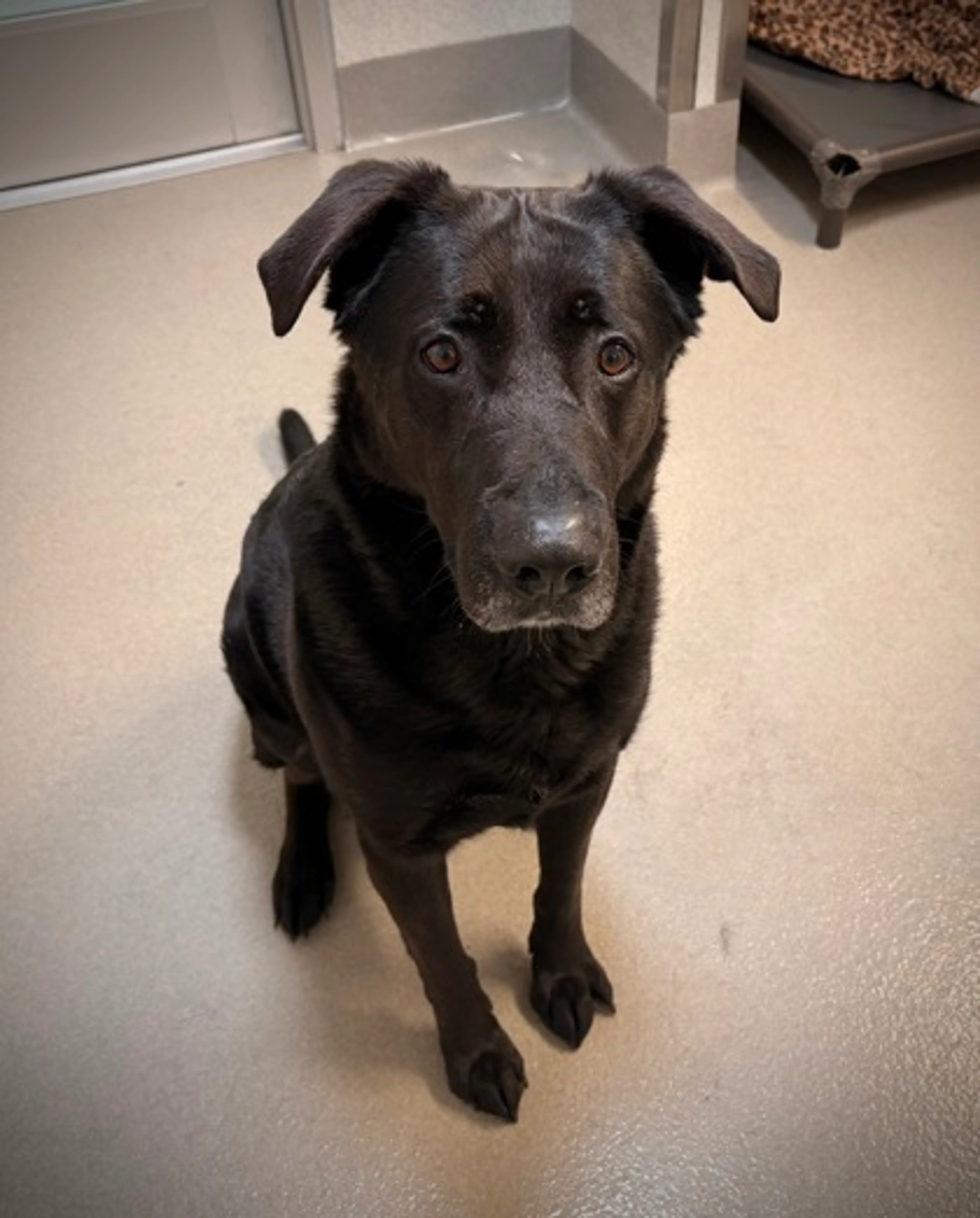 Found pet-1