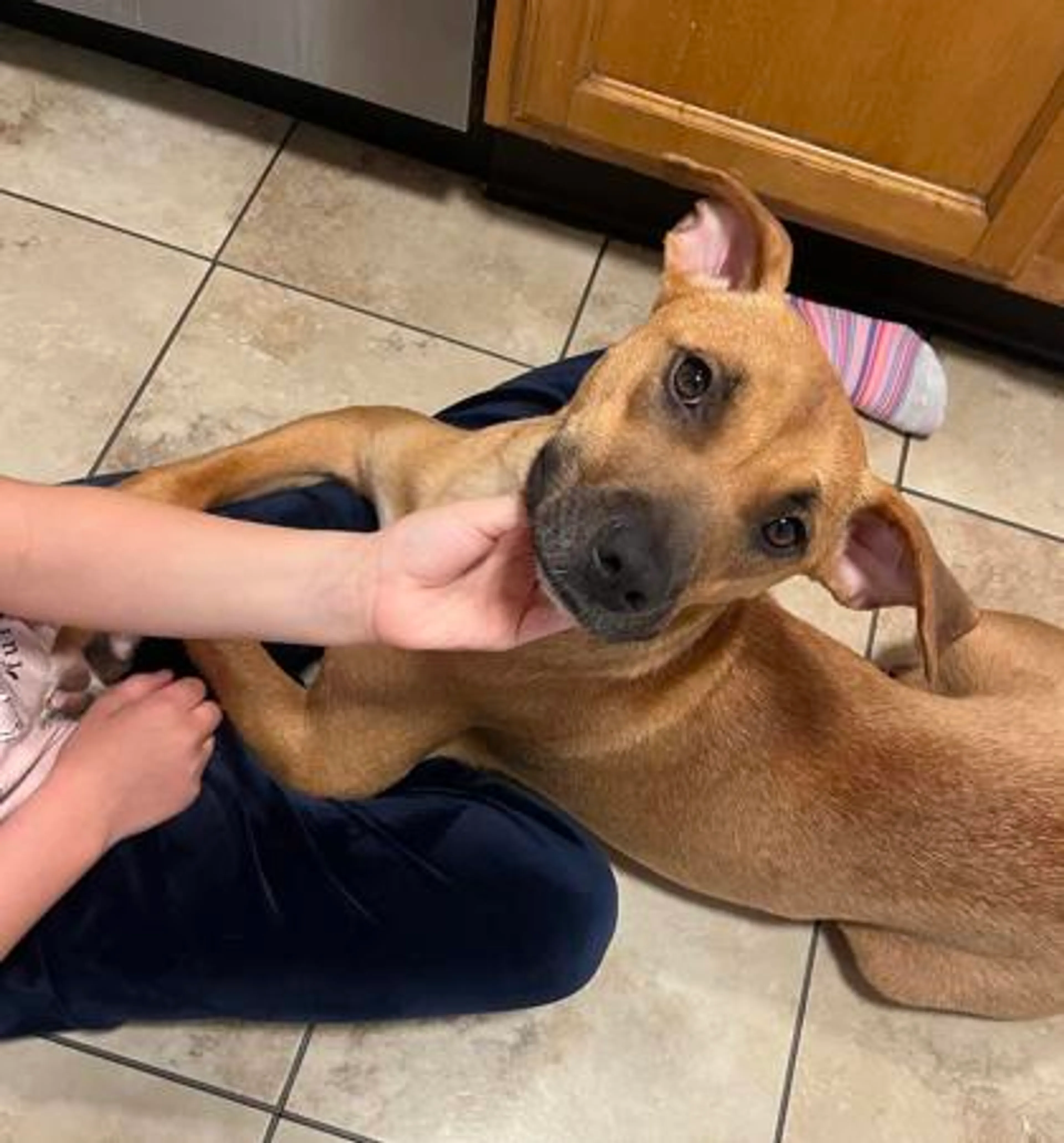 Found pet-2
