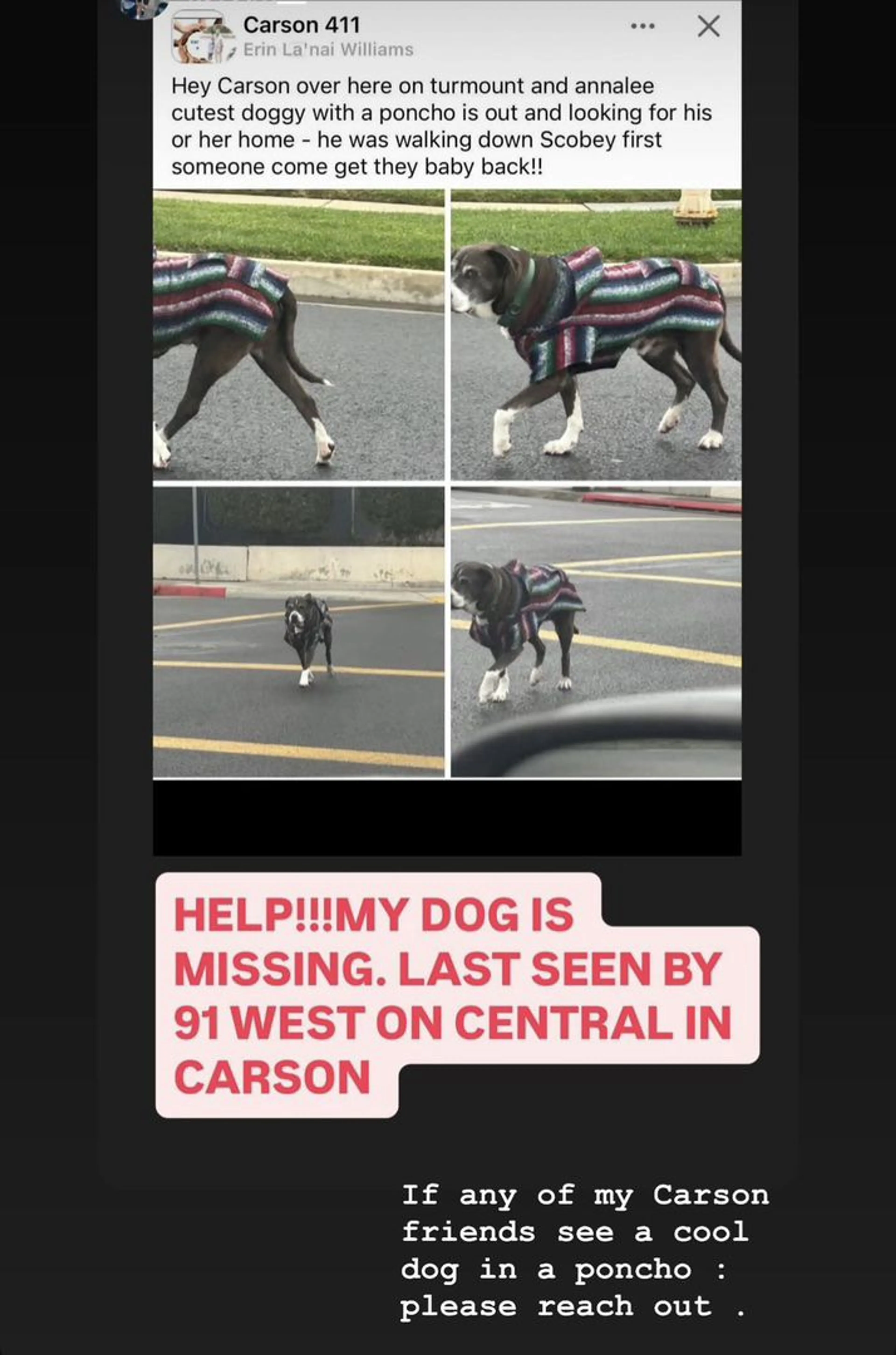 Lost pet