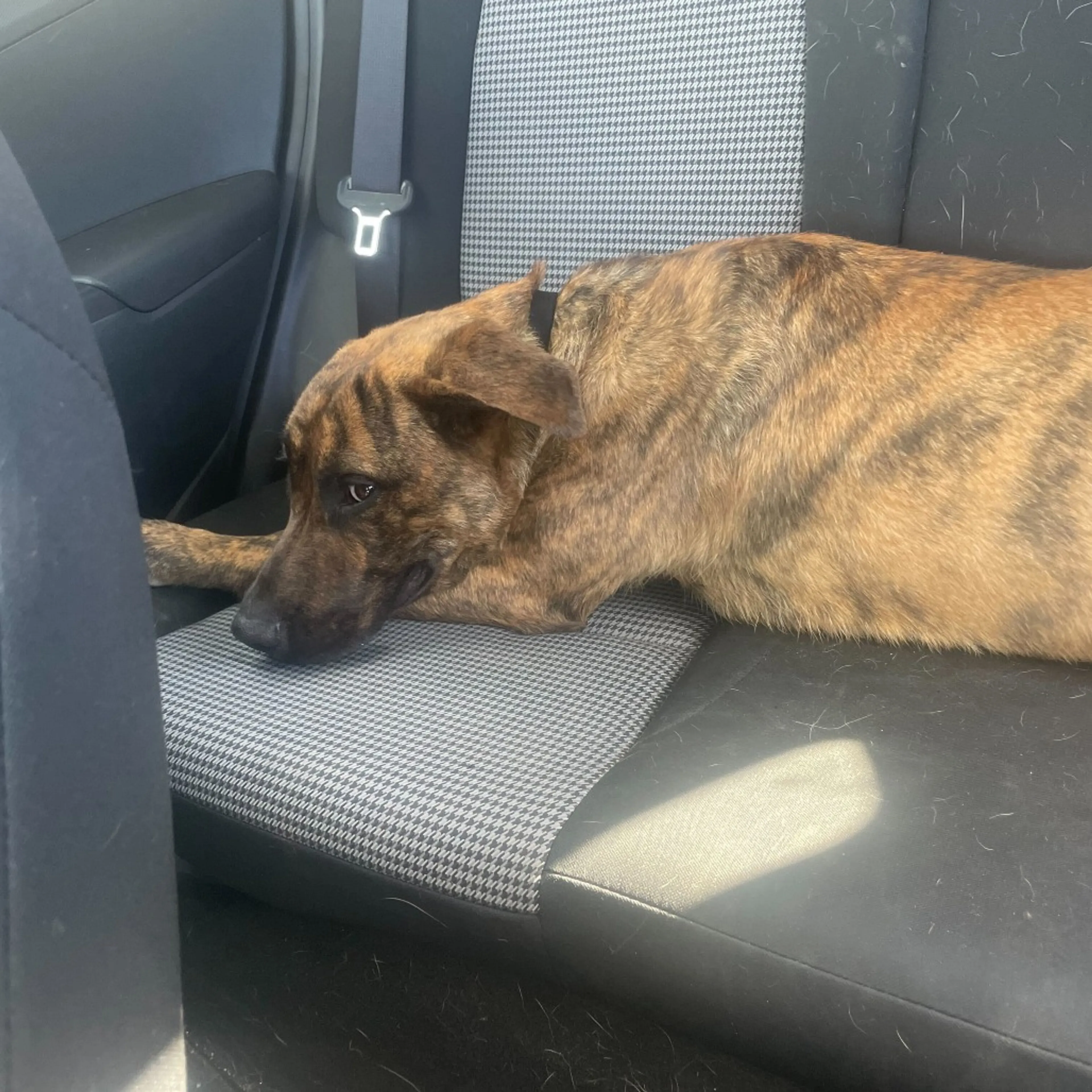 Found pet-9