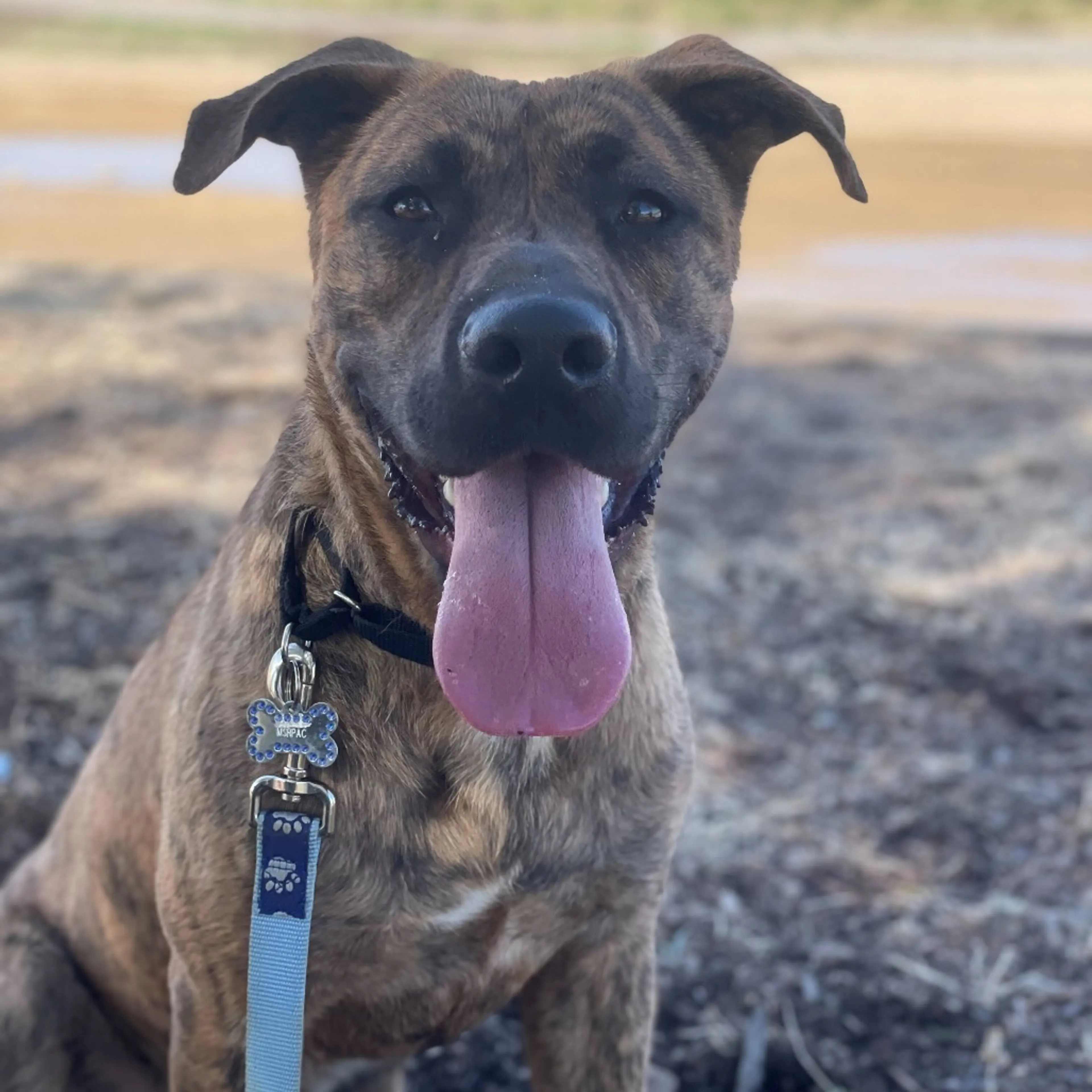 Found pet-13