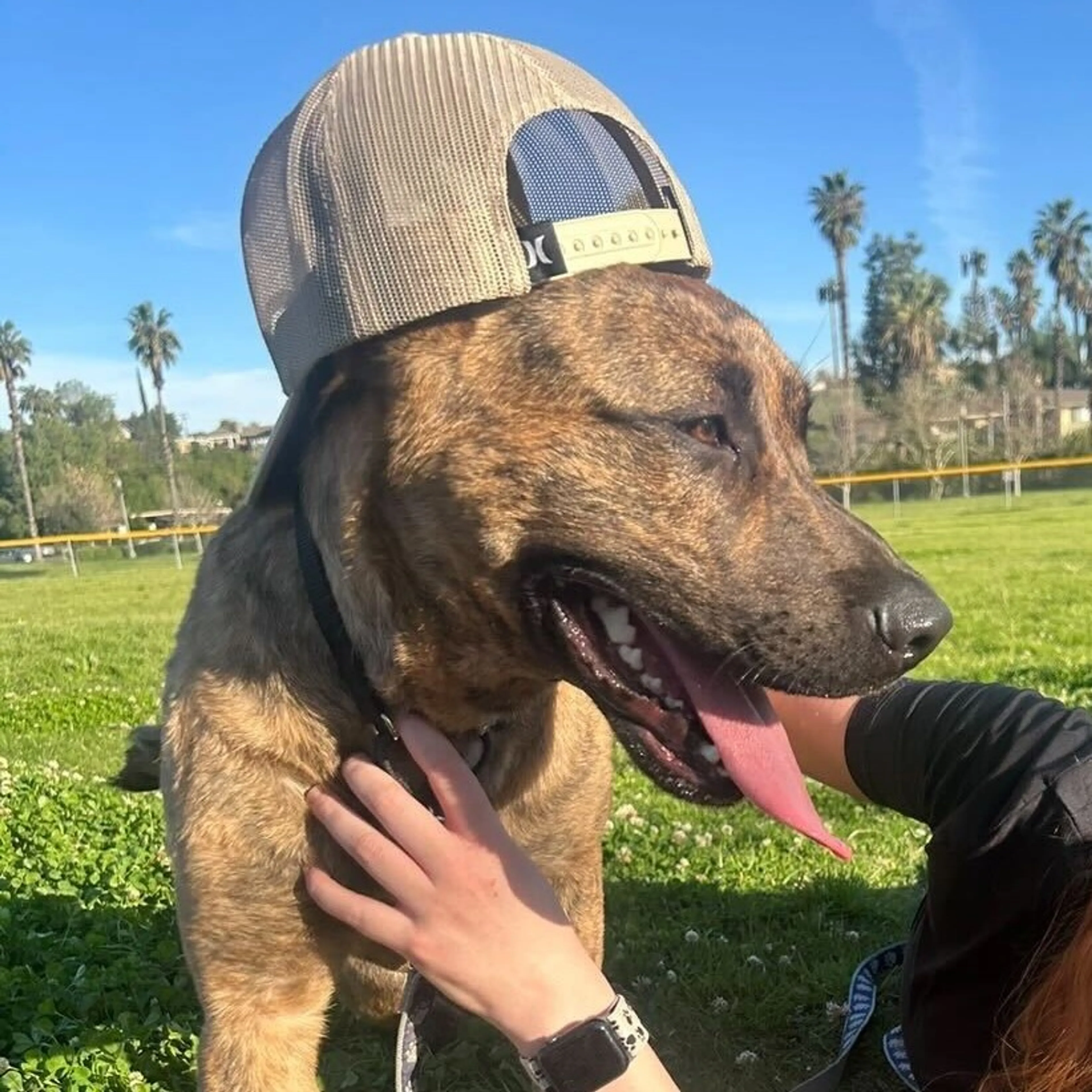 Found pet-7