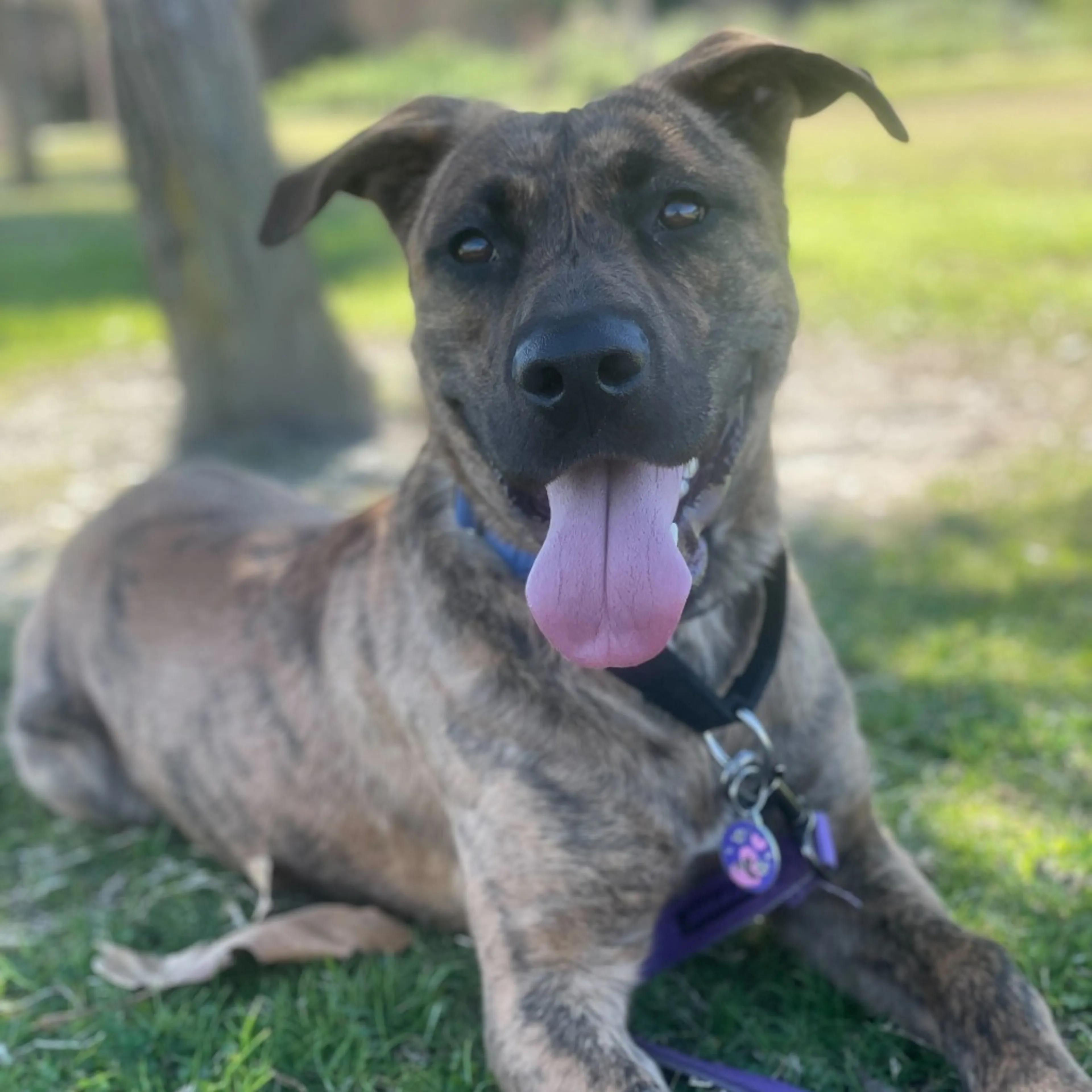 Found pet-1