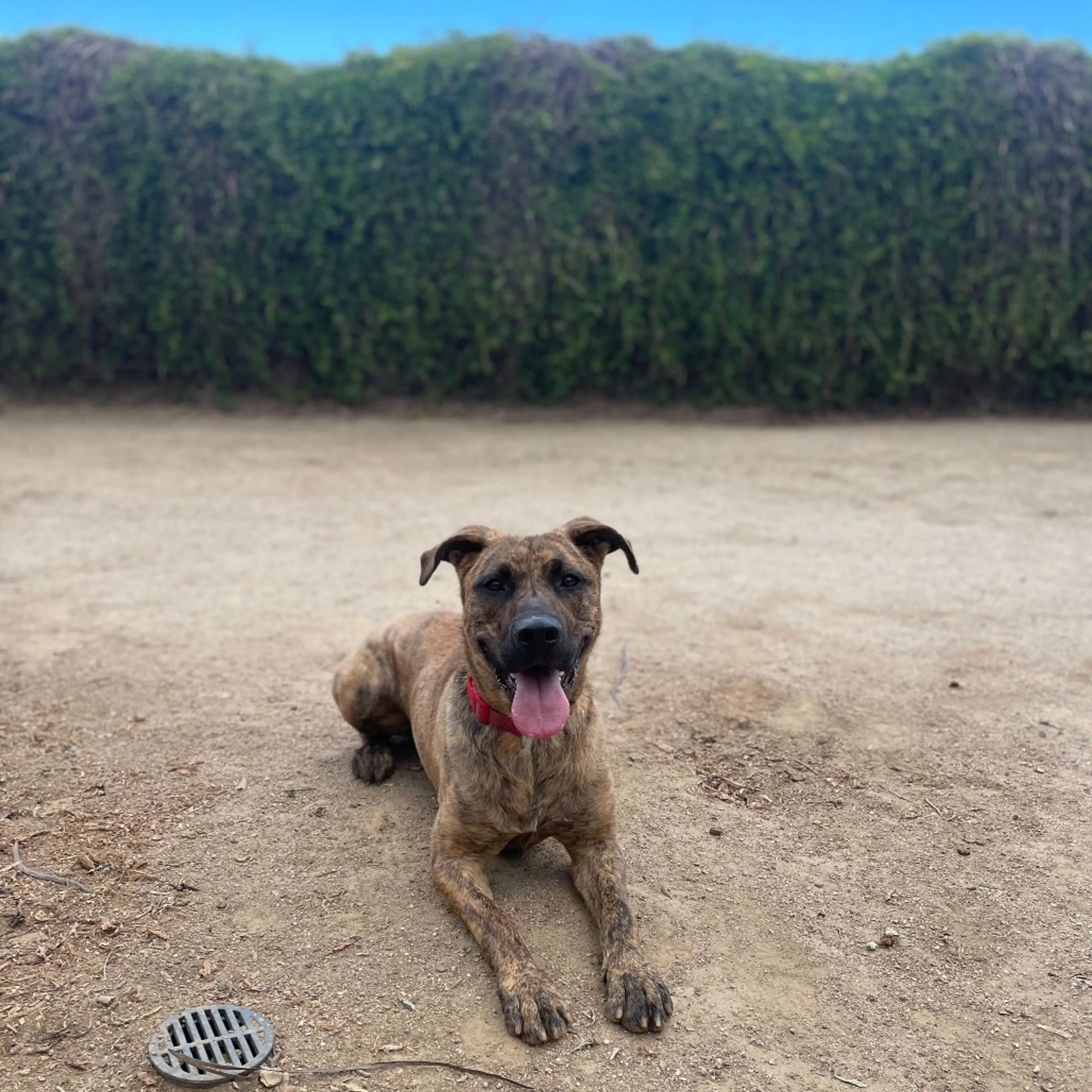Found pet-15