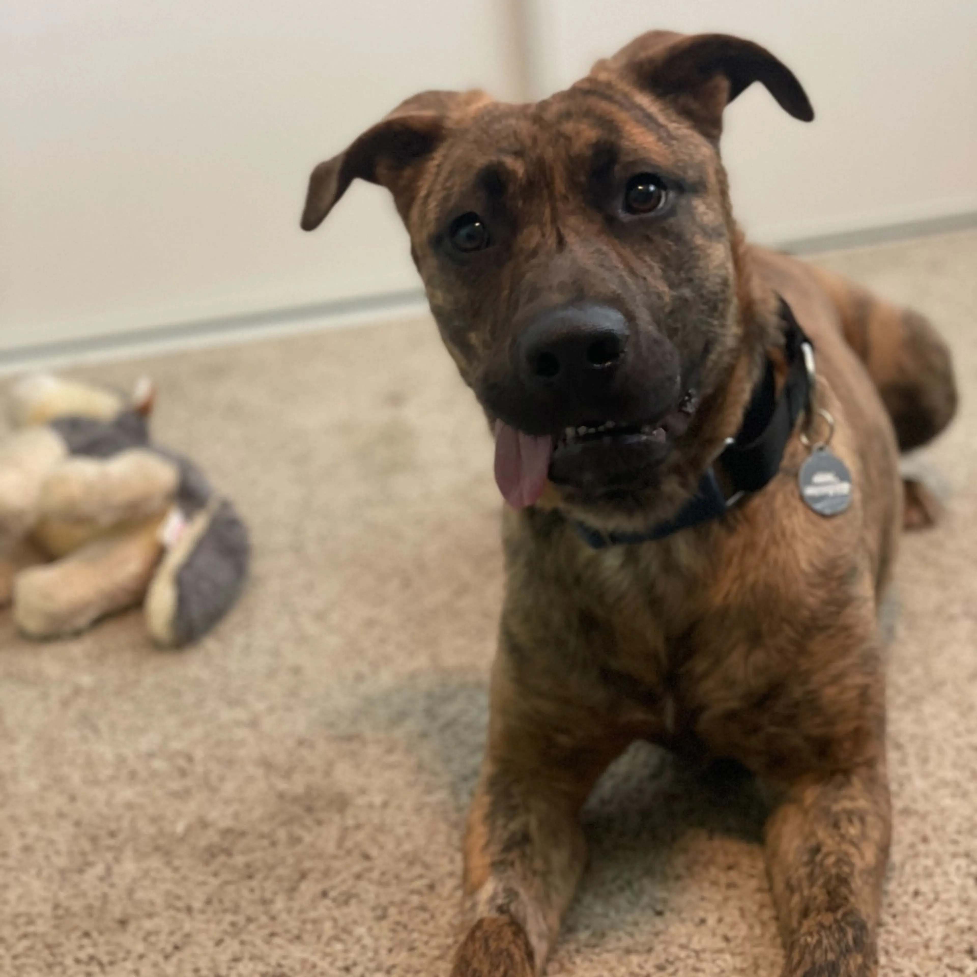 Found pet-4