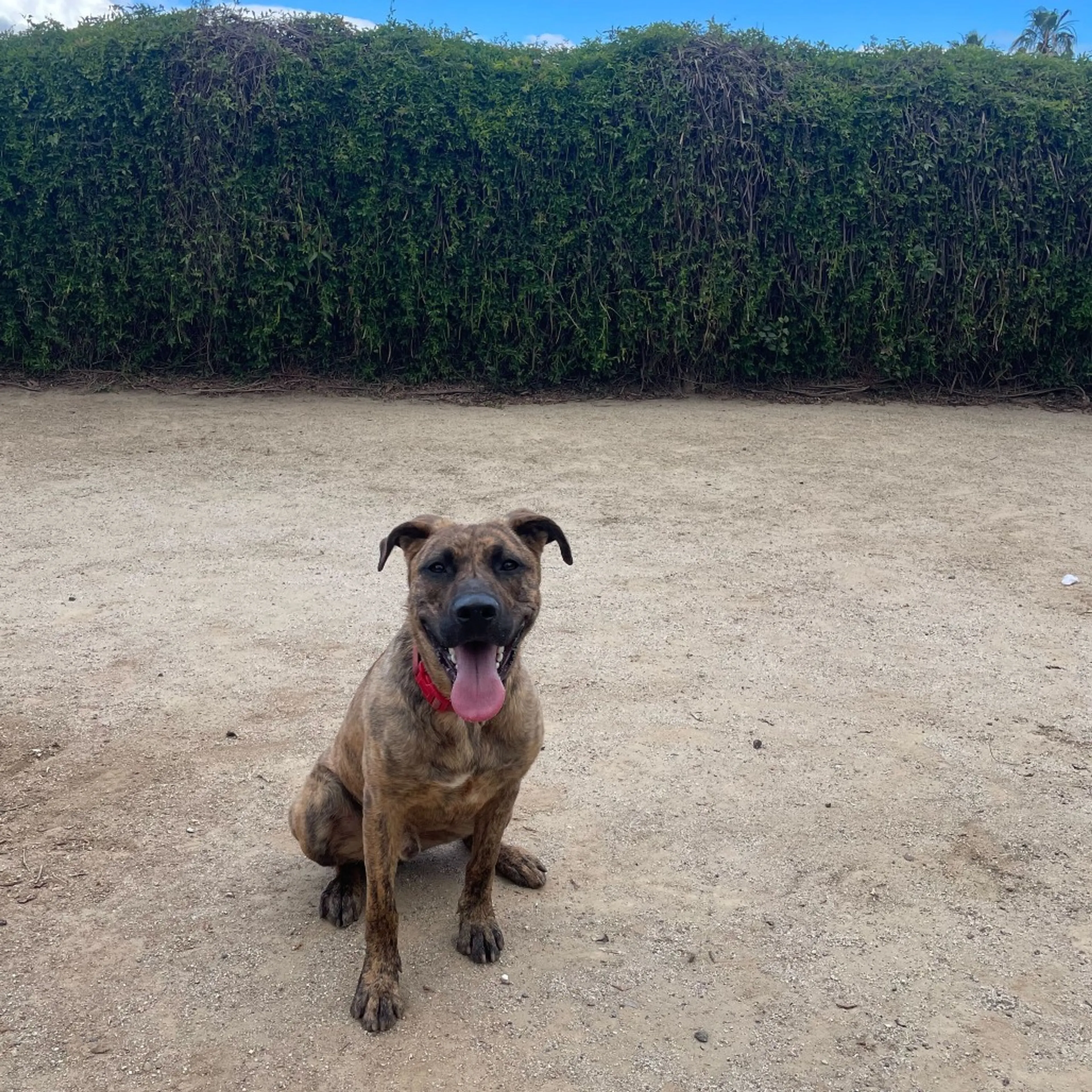 Found pet-16