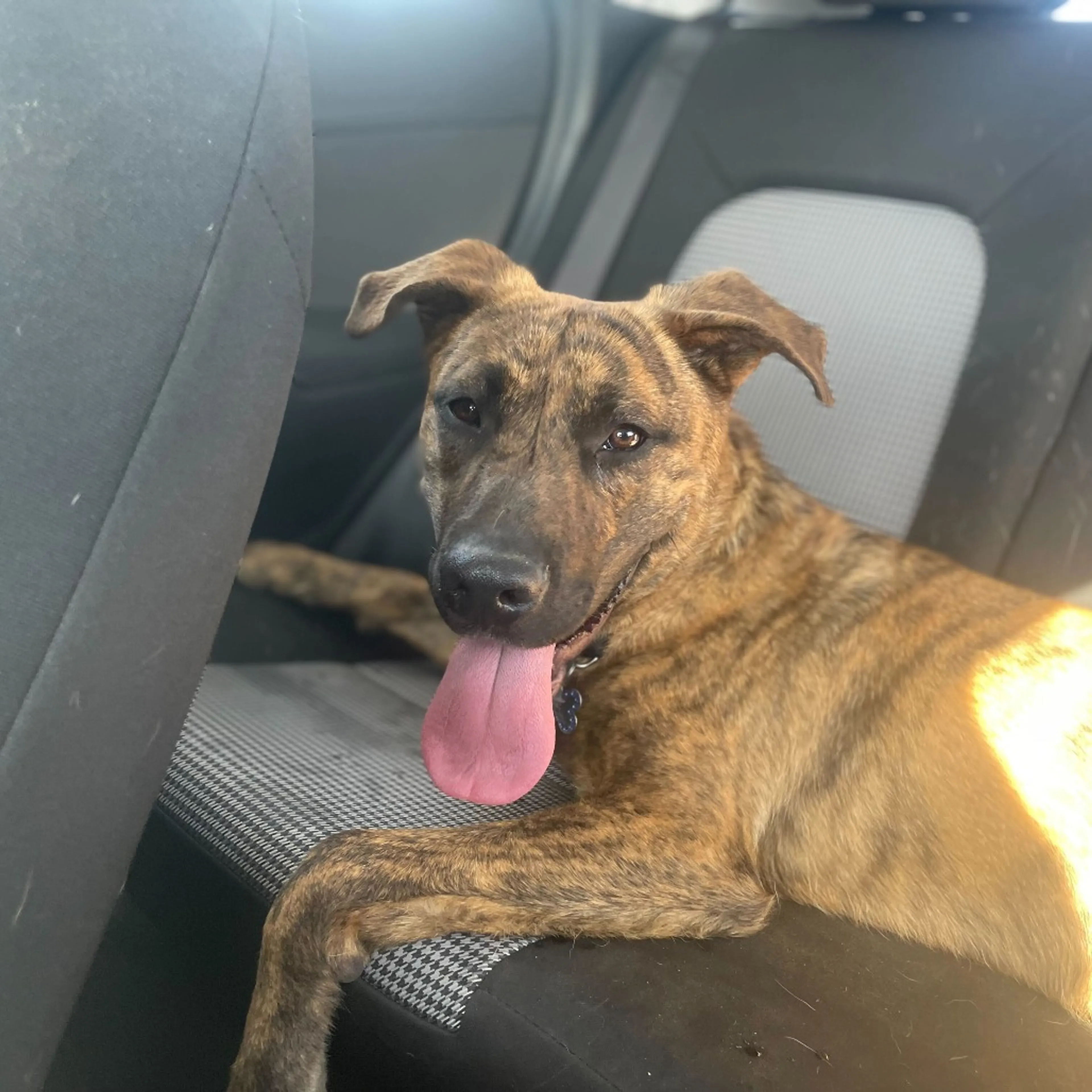 Found pet-11