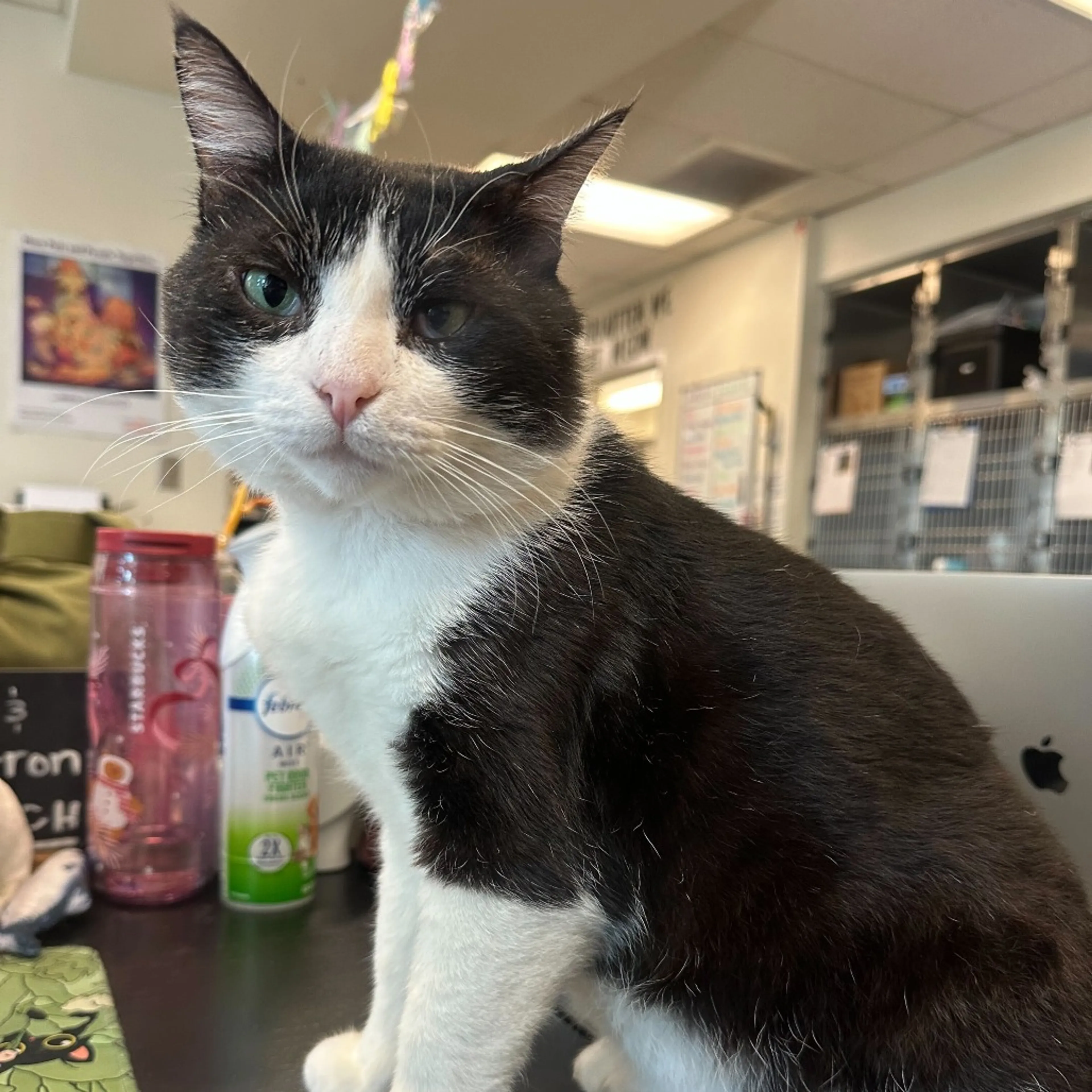 Found pet-16