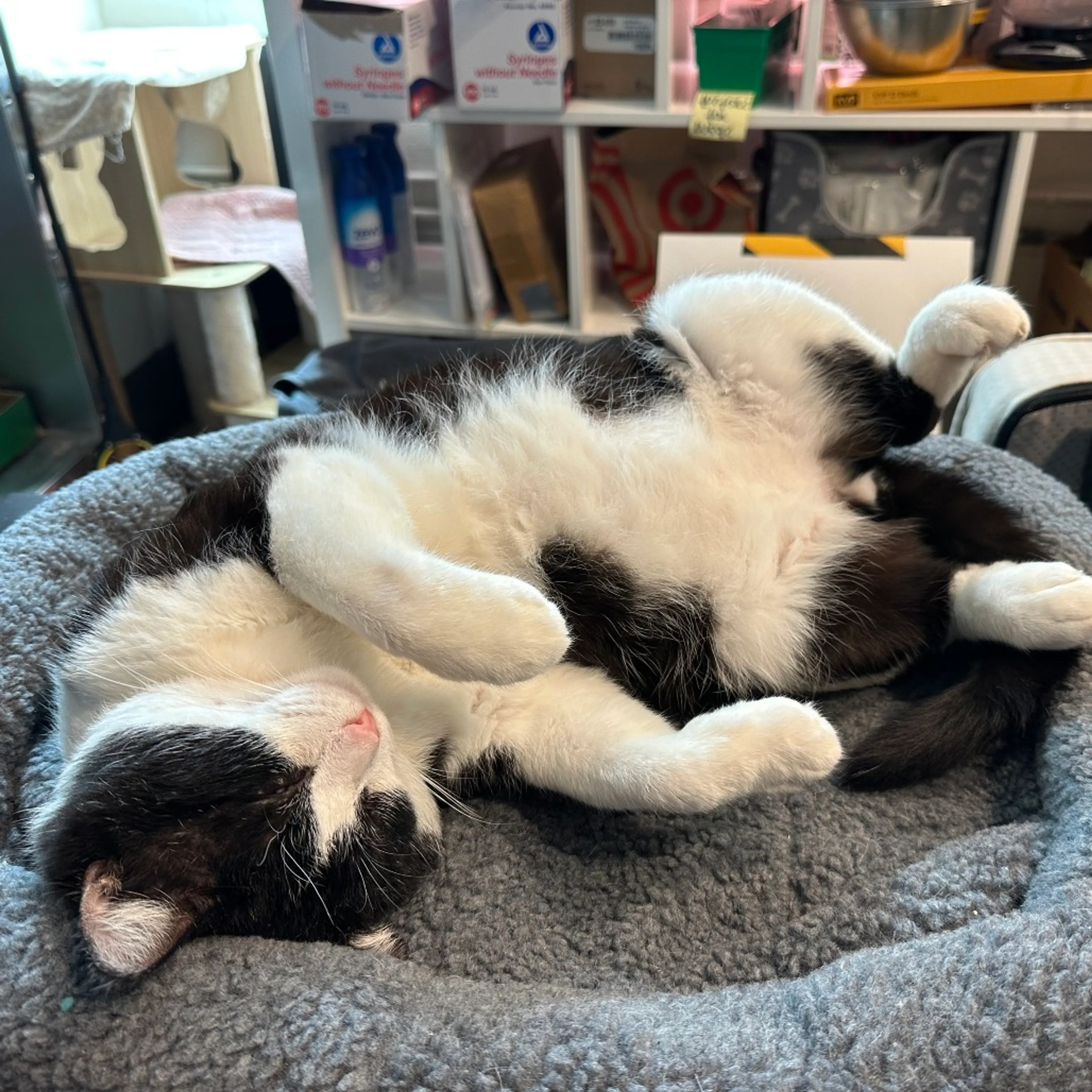 Found pet-14