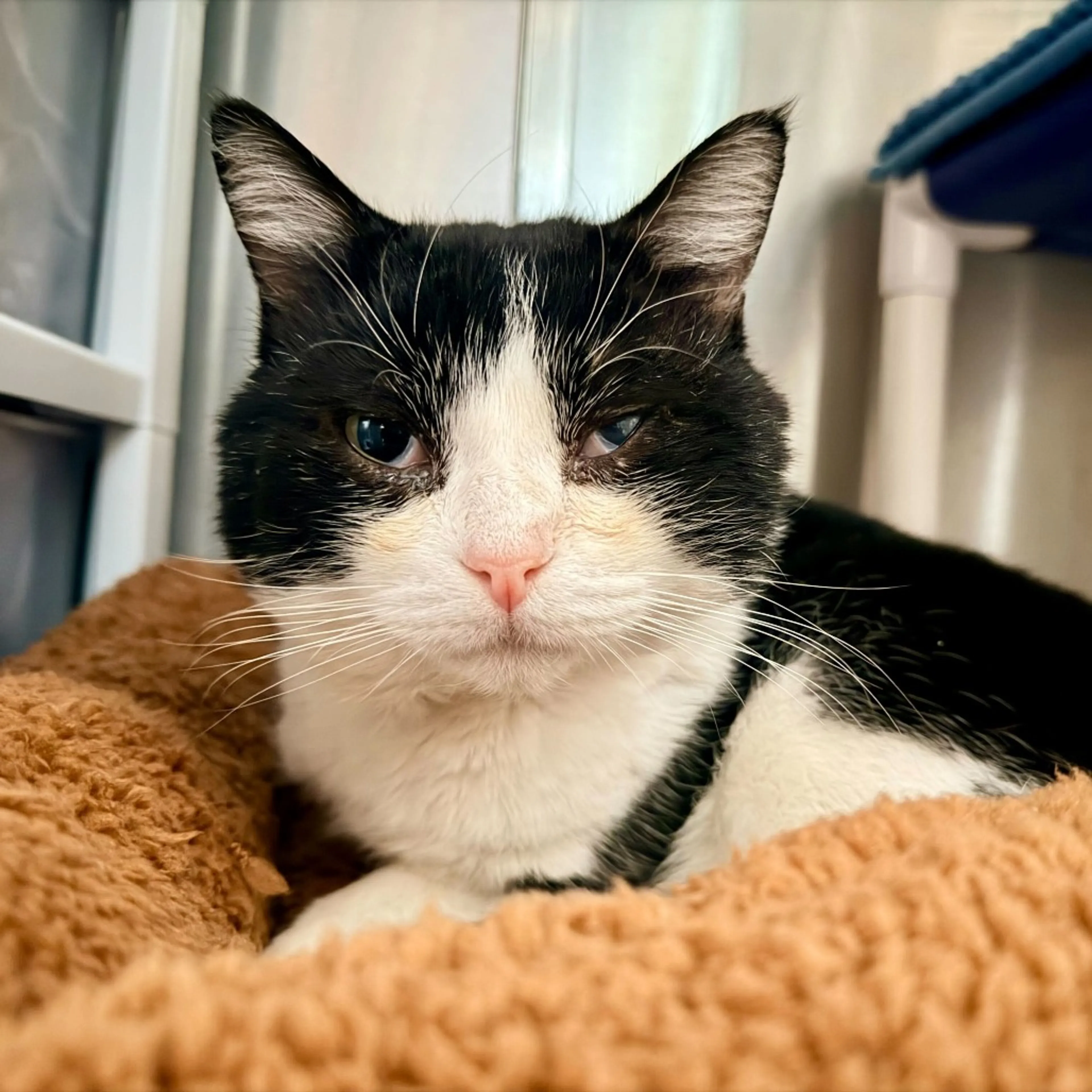Found pet-10