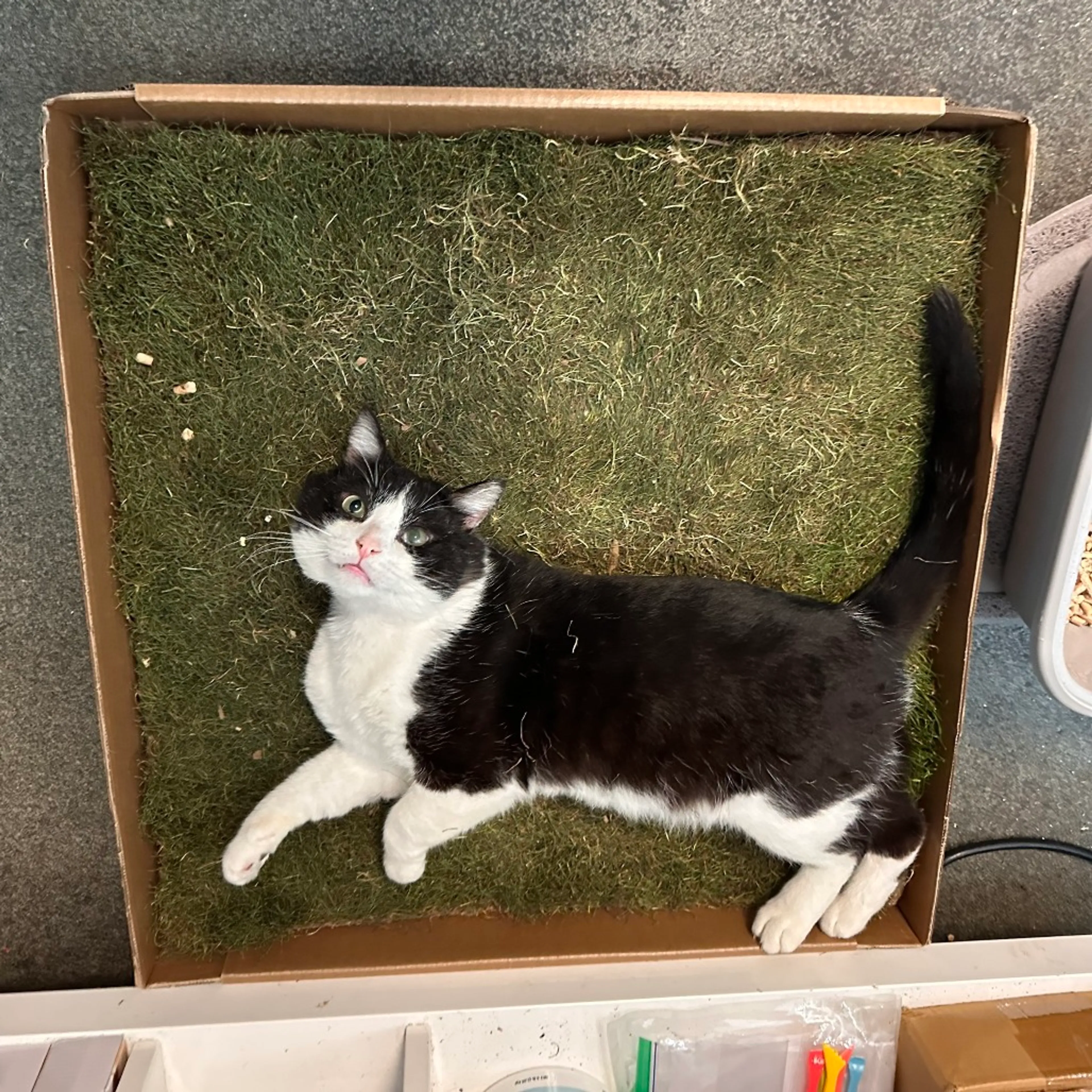 Found pet-13