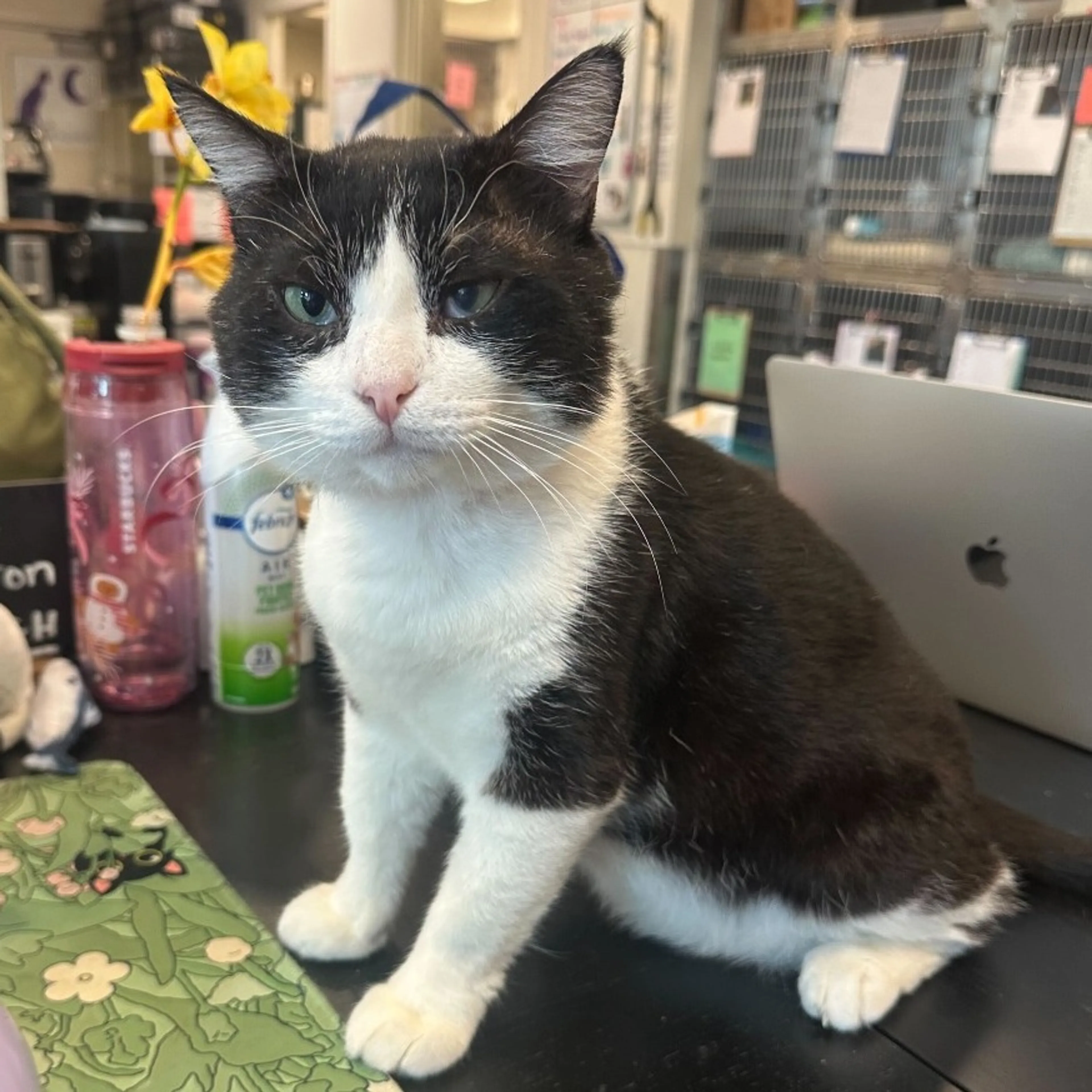 Found pet-0