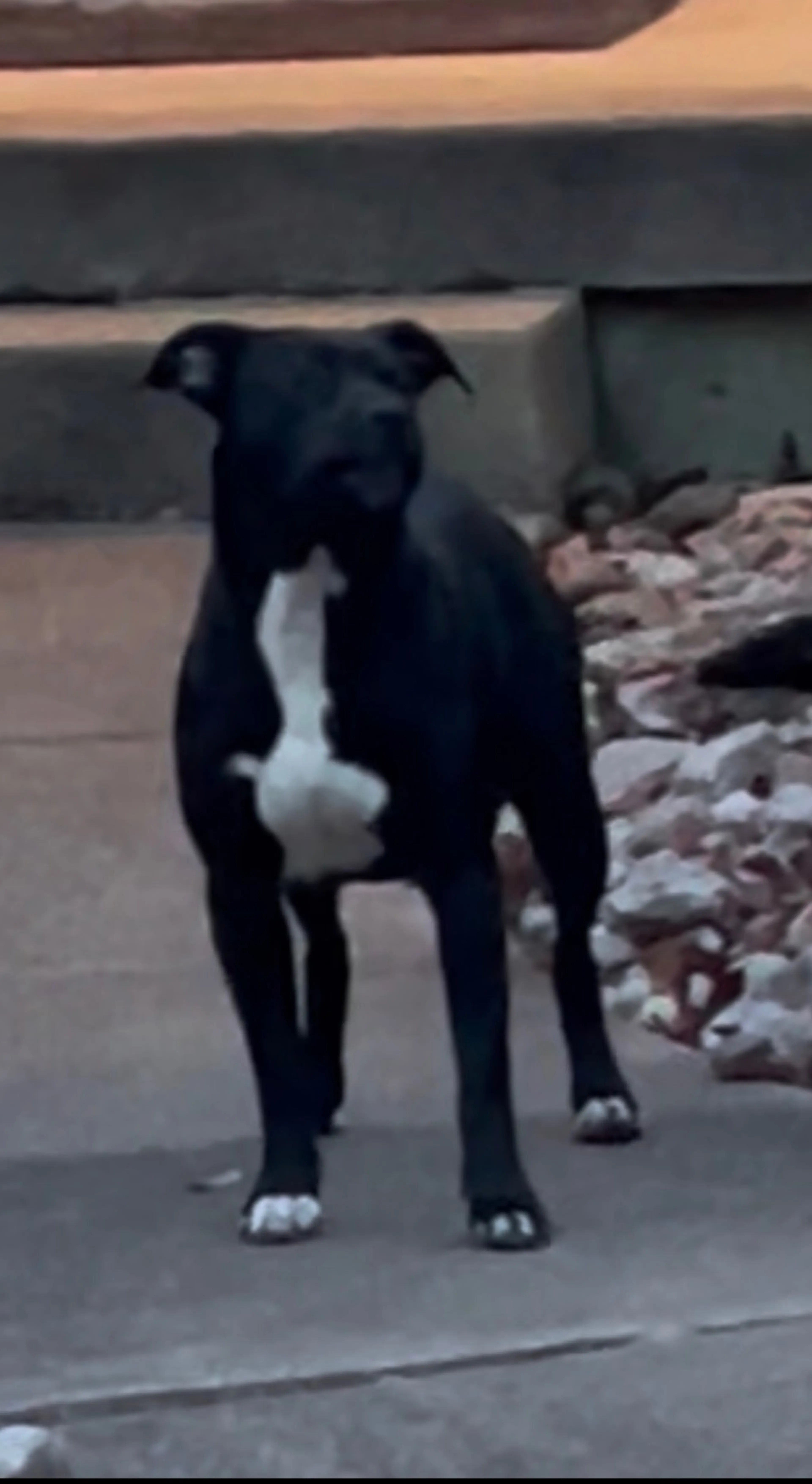 Found pet-2