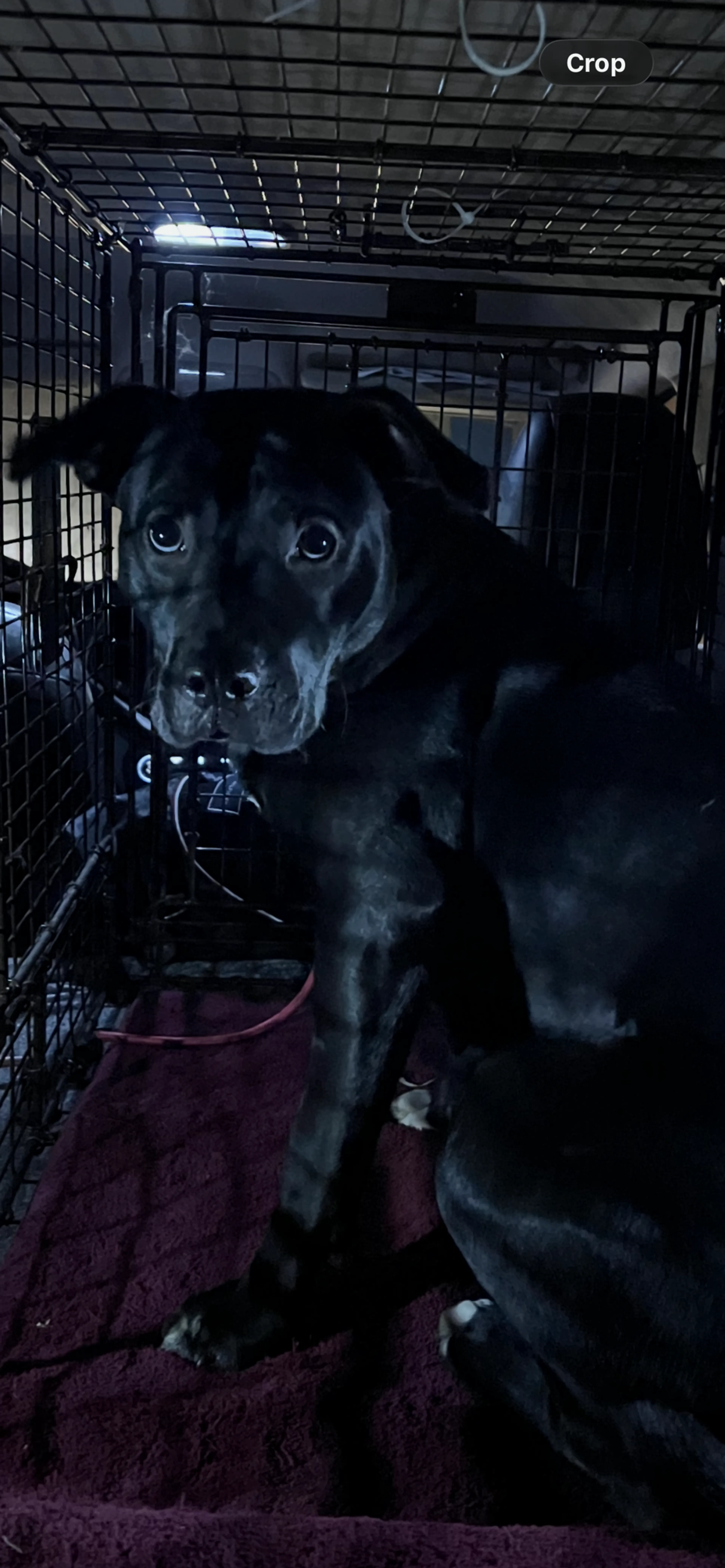 Found pet-1