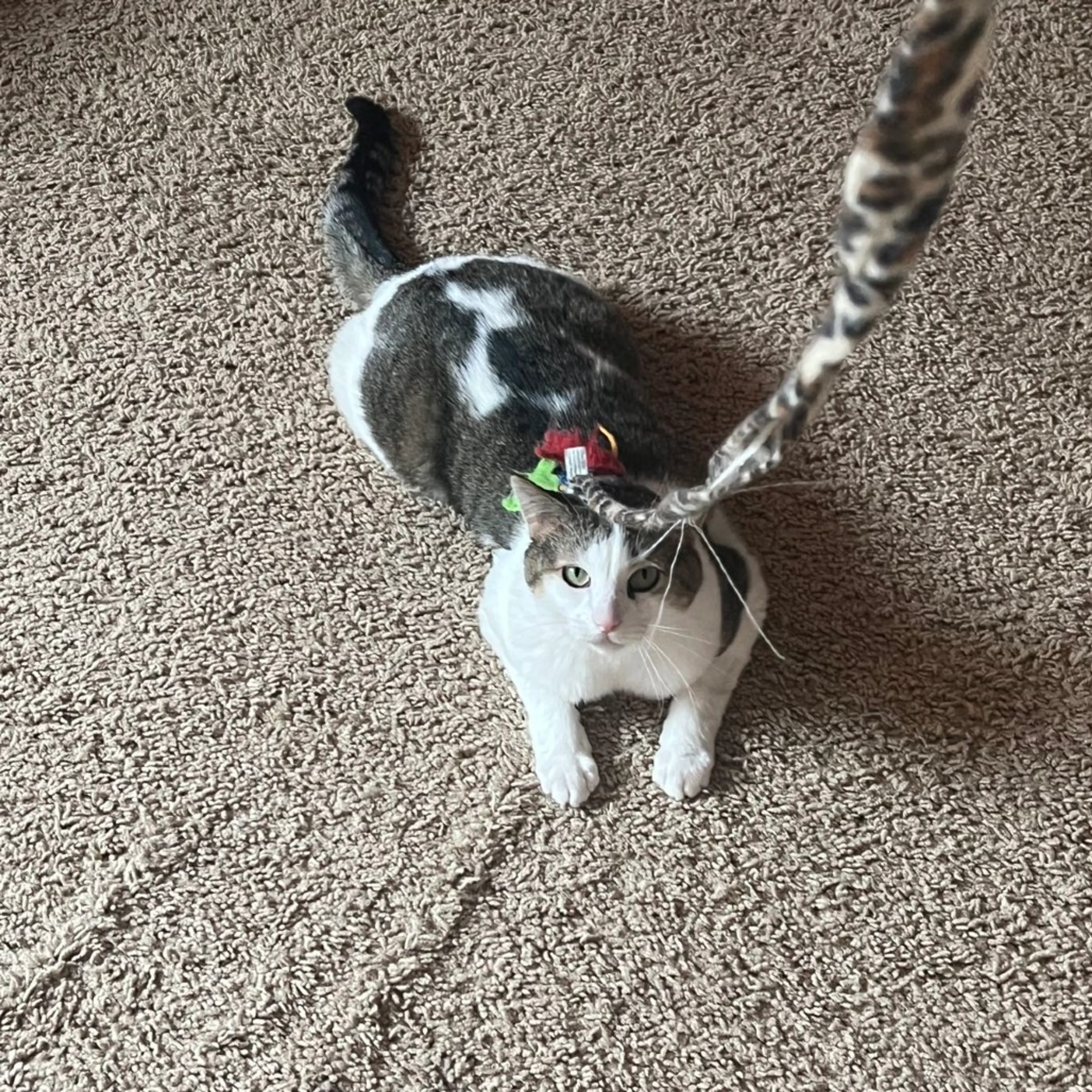 Found pet-7