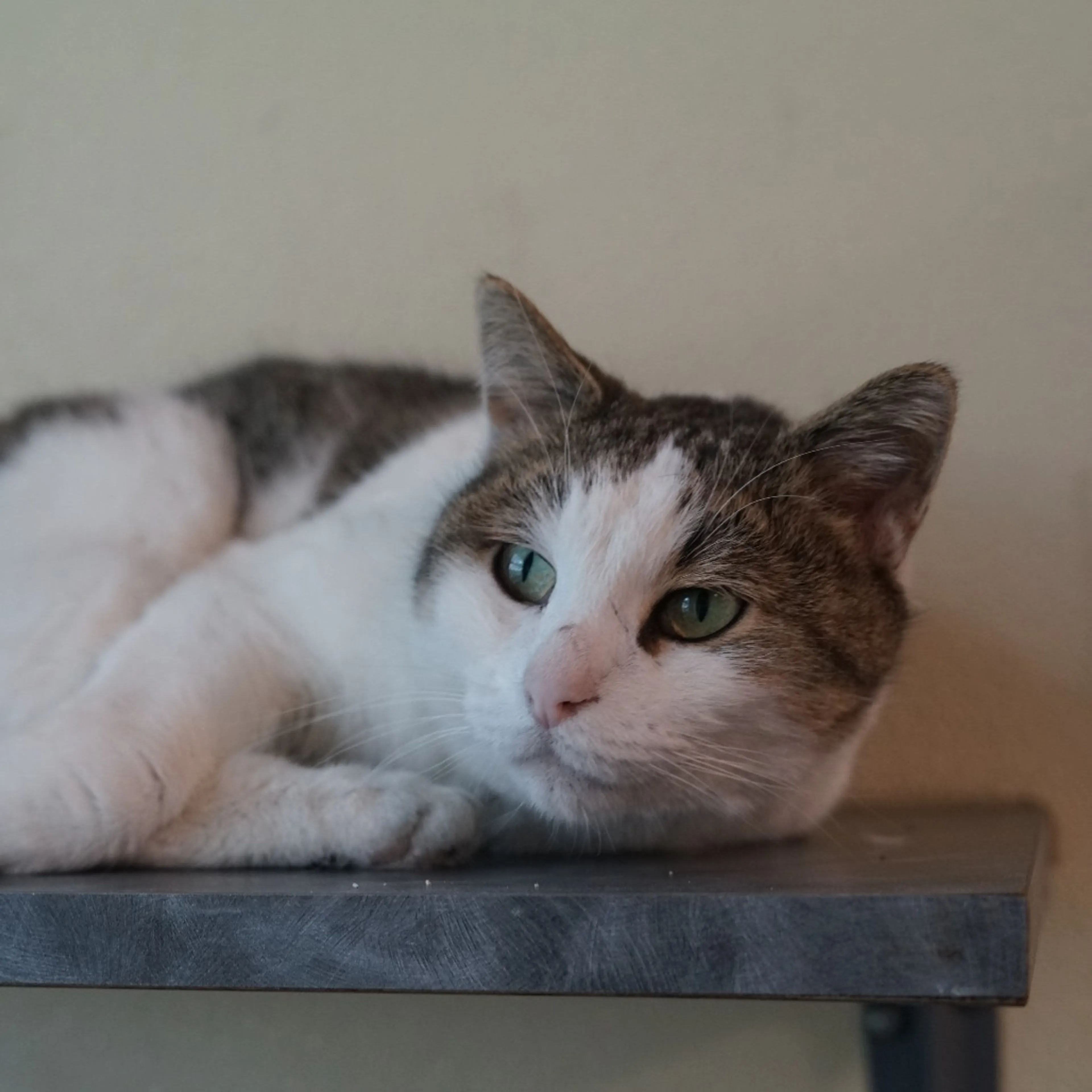 Found pet-4