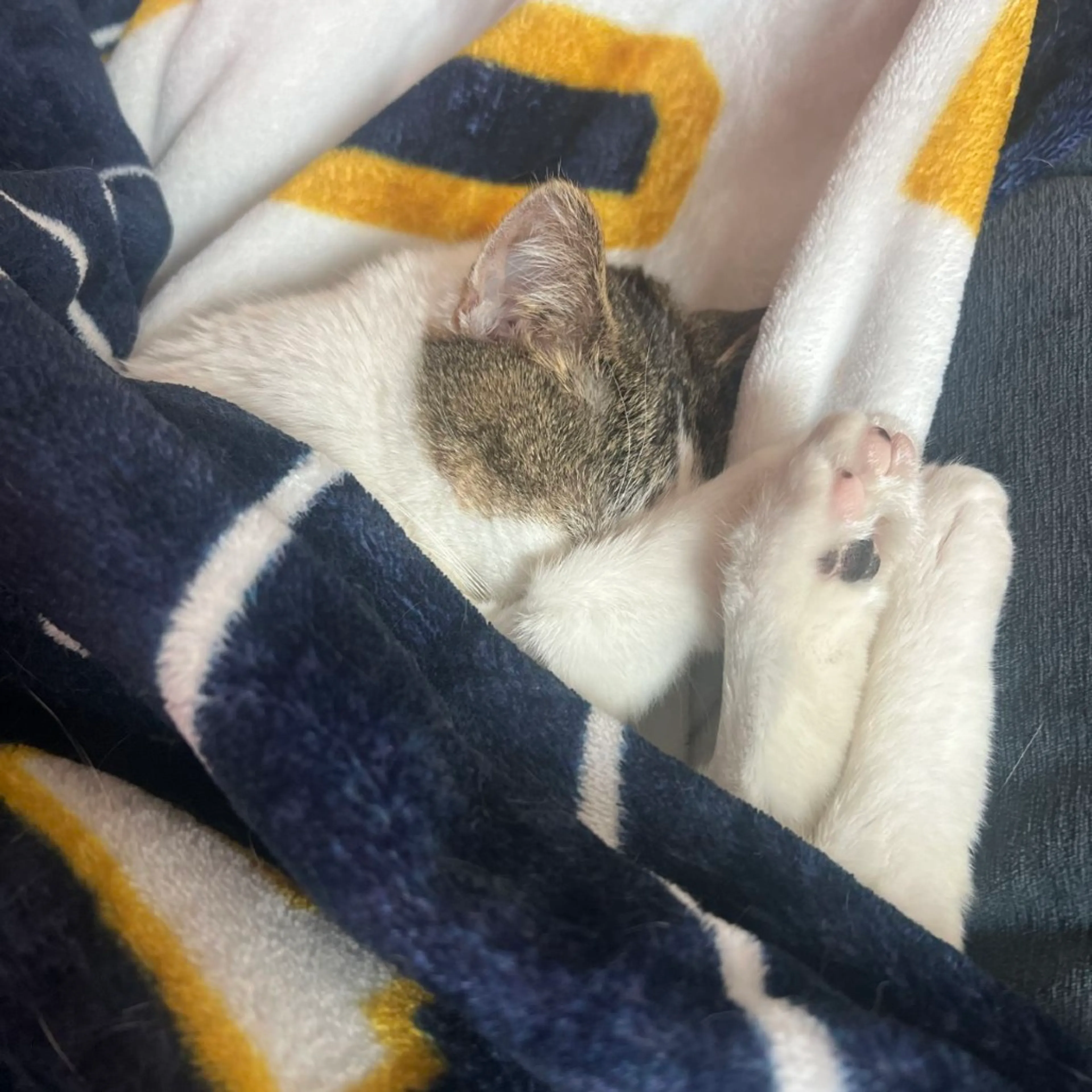 Found pet-6
