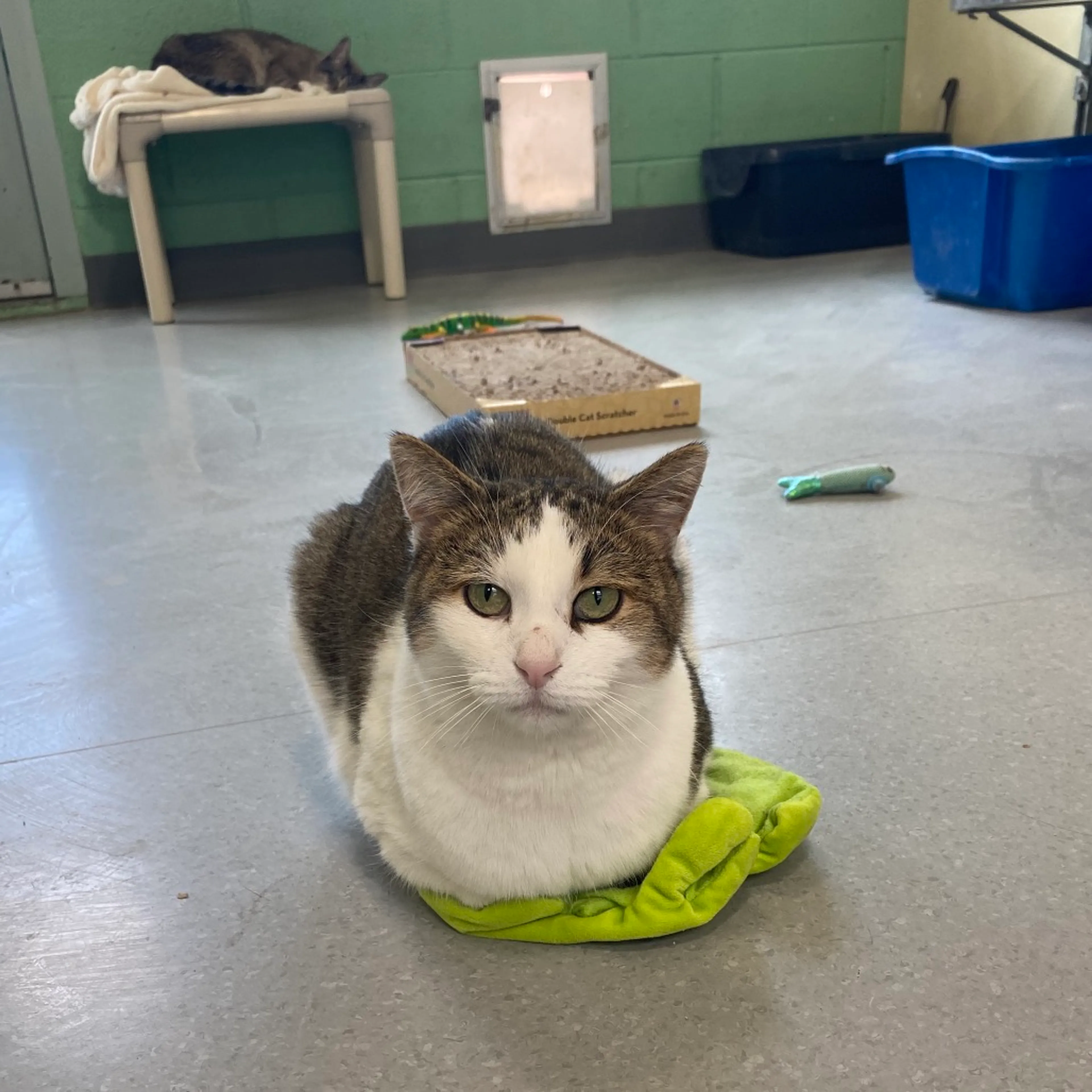 Found pet-5