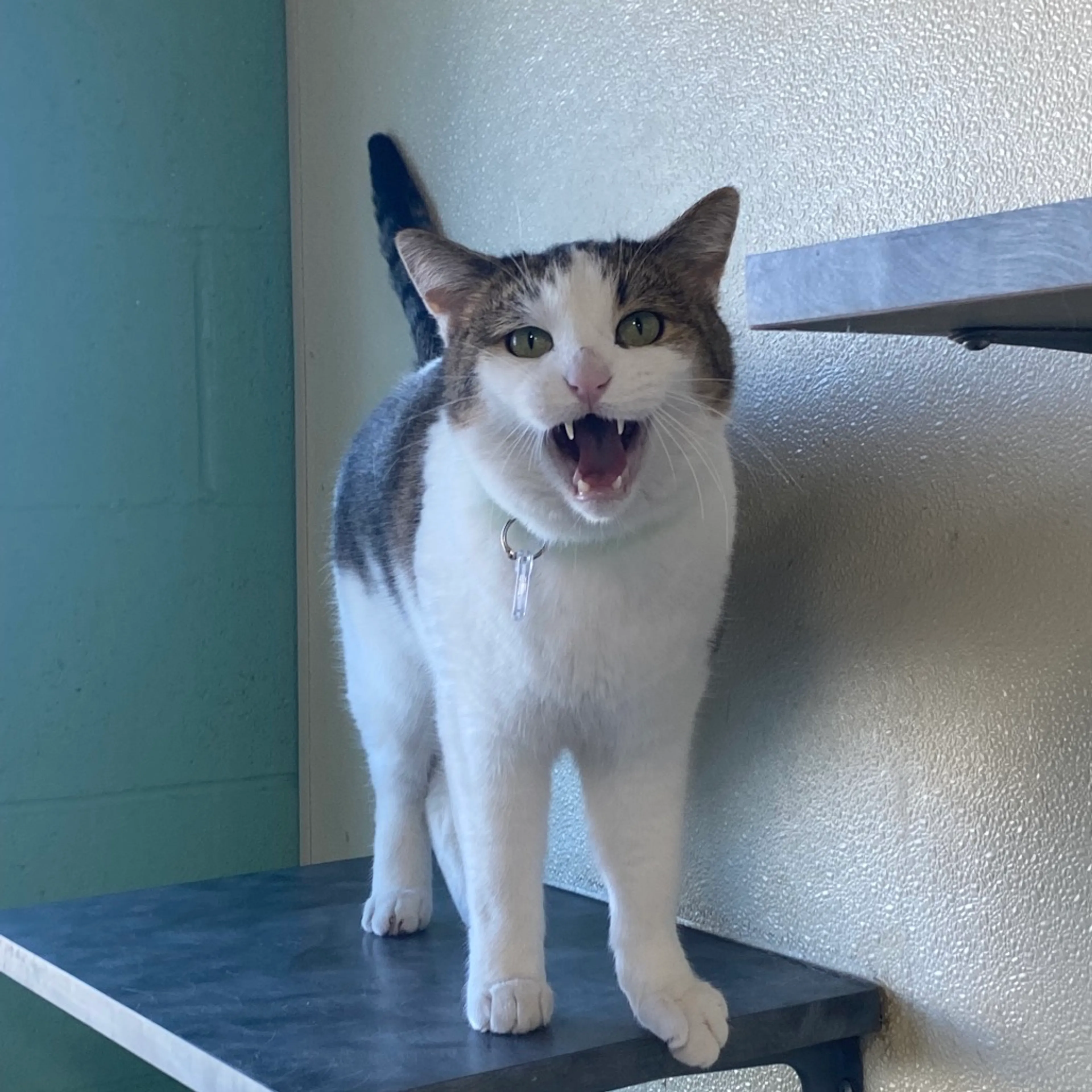 Found pet-1