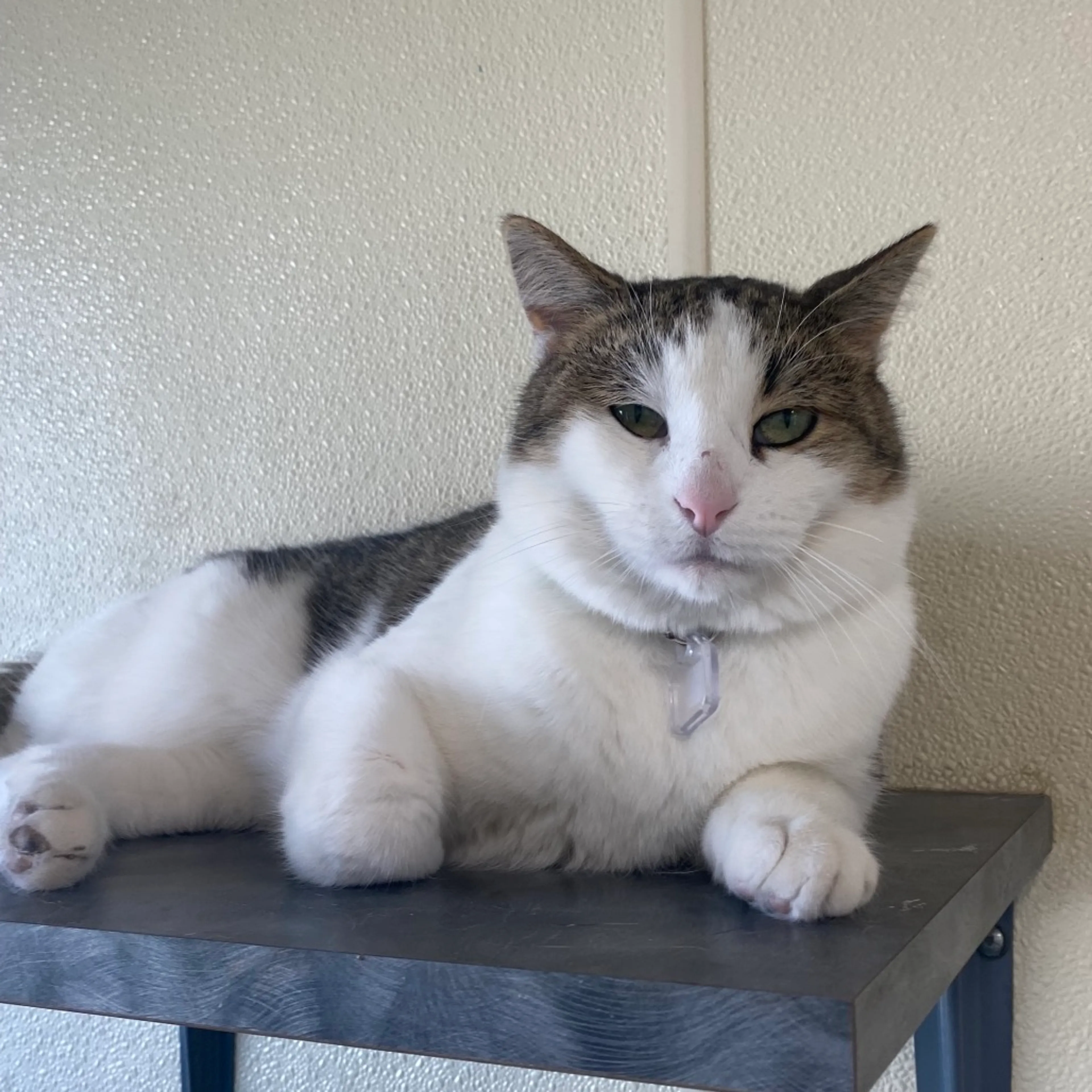 Found pet-2