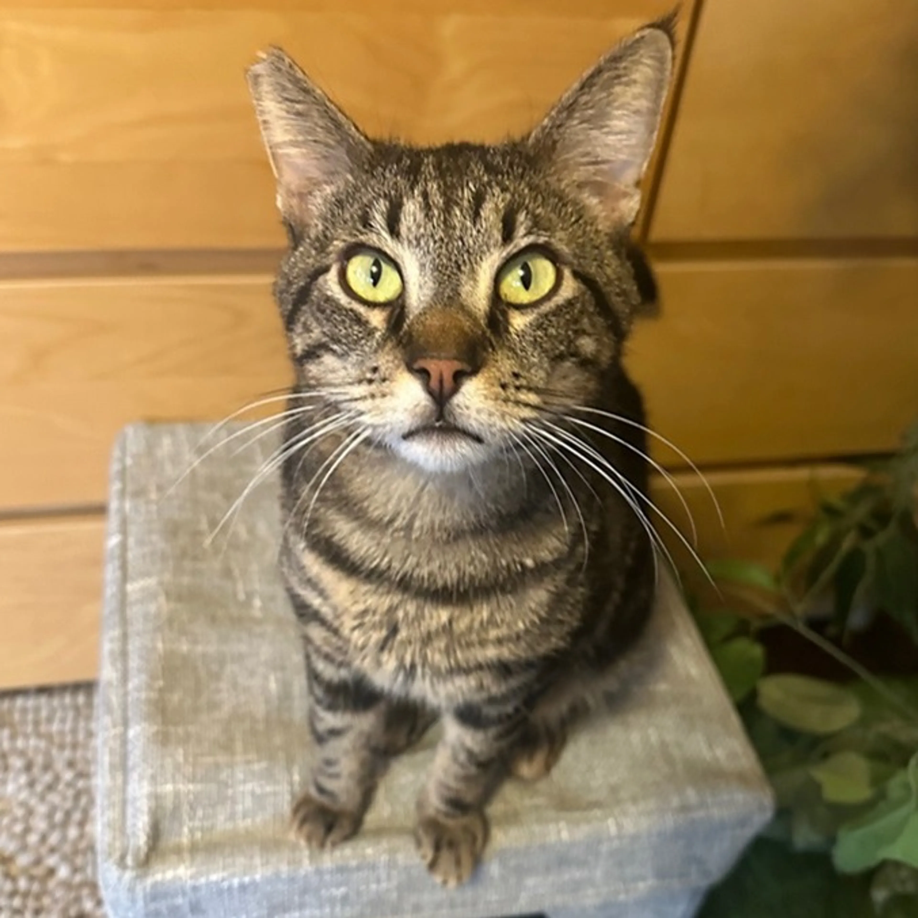 Found pet-4
