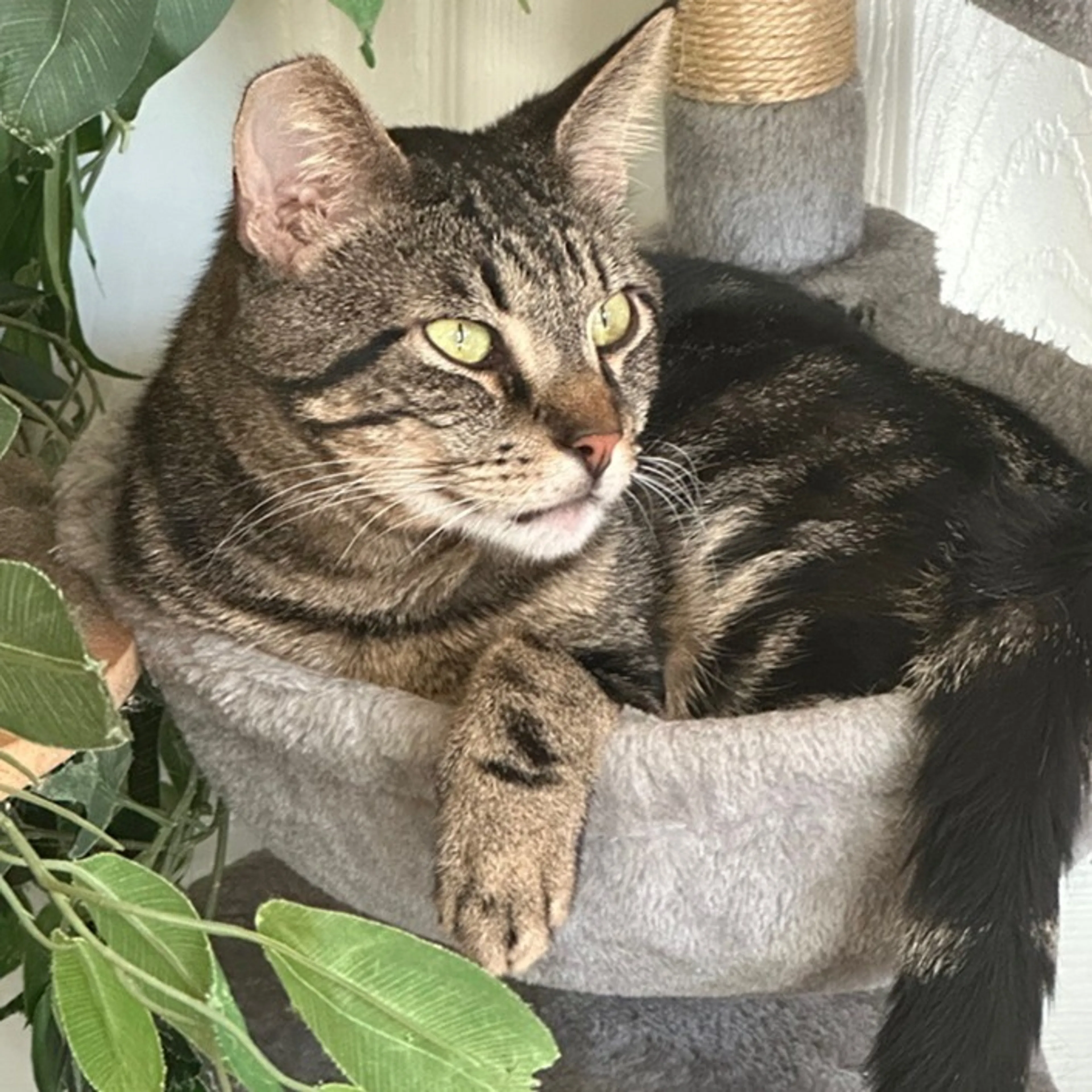 Found pet-0