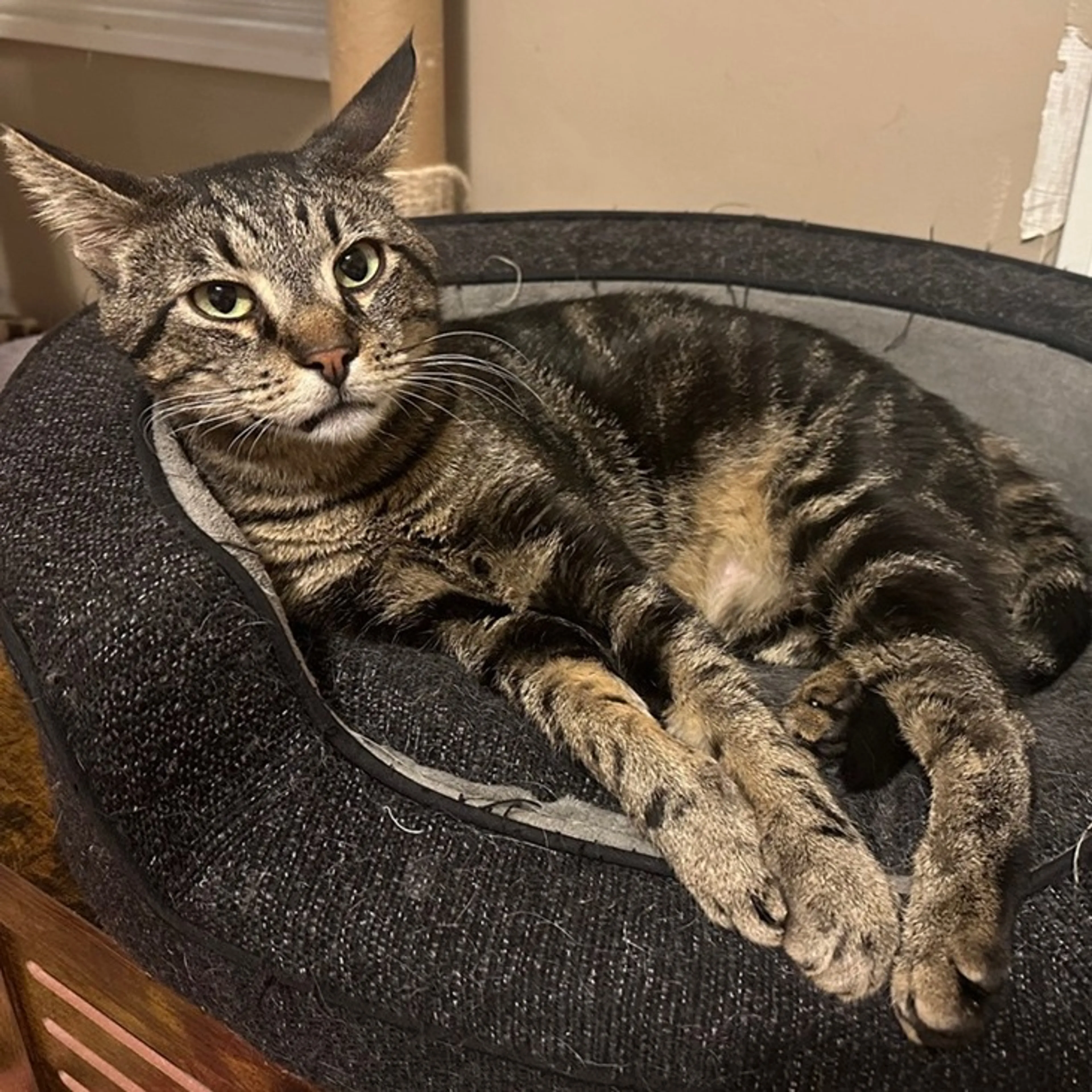 Found pet-3
