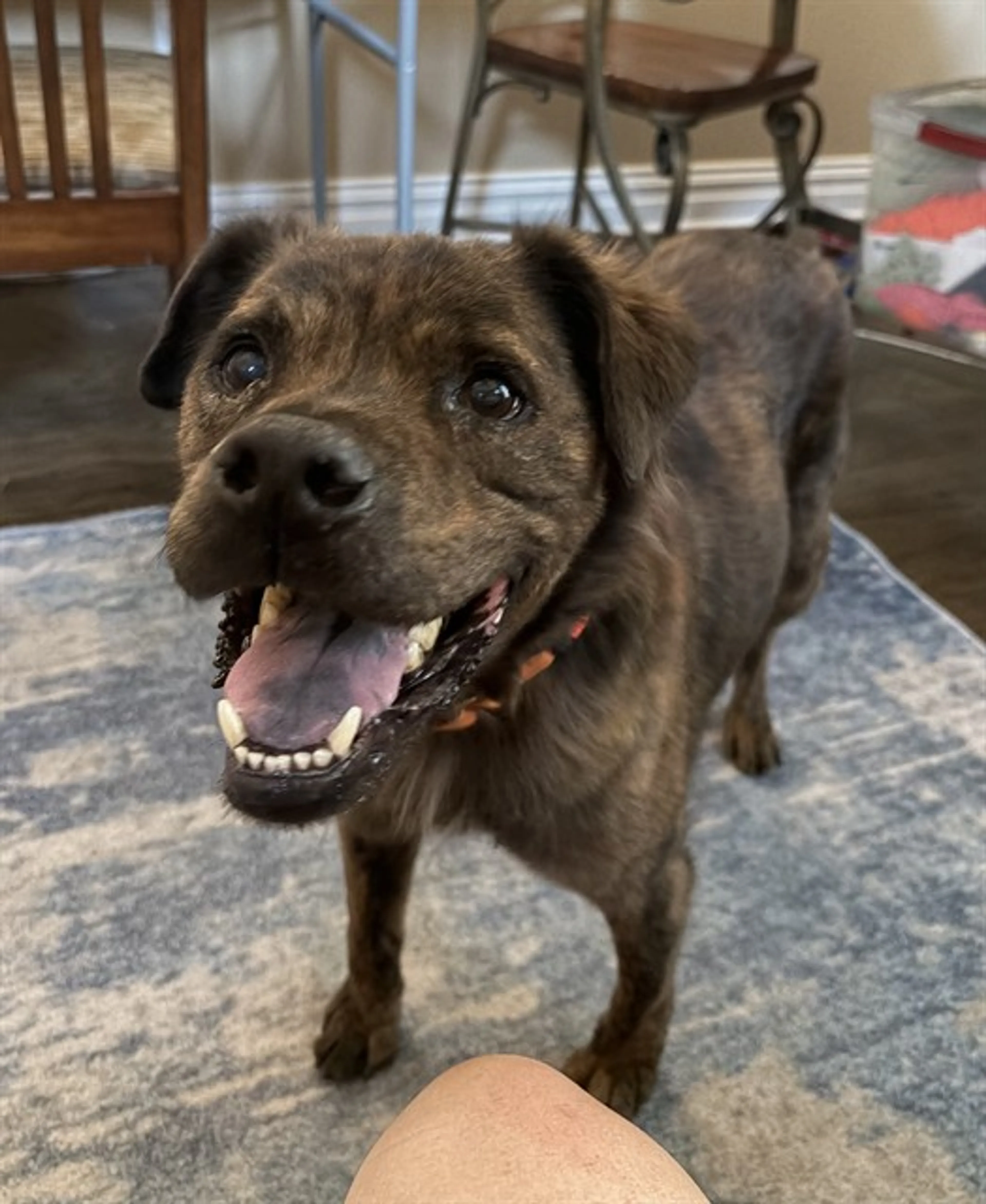 Found pet